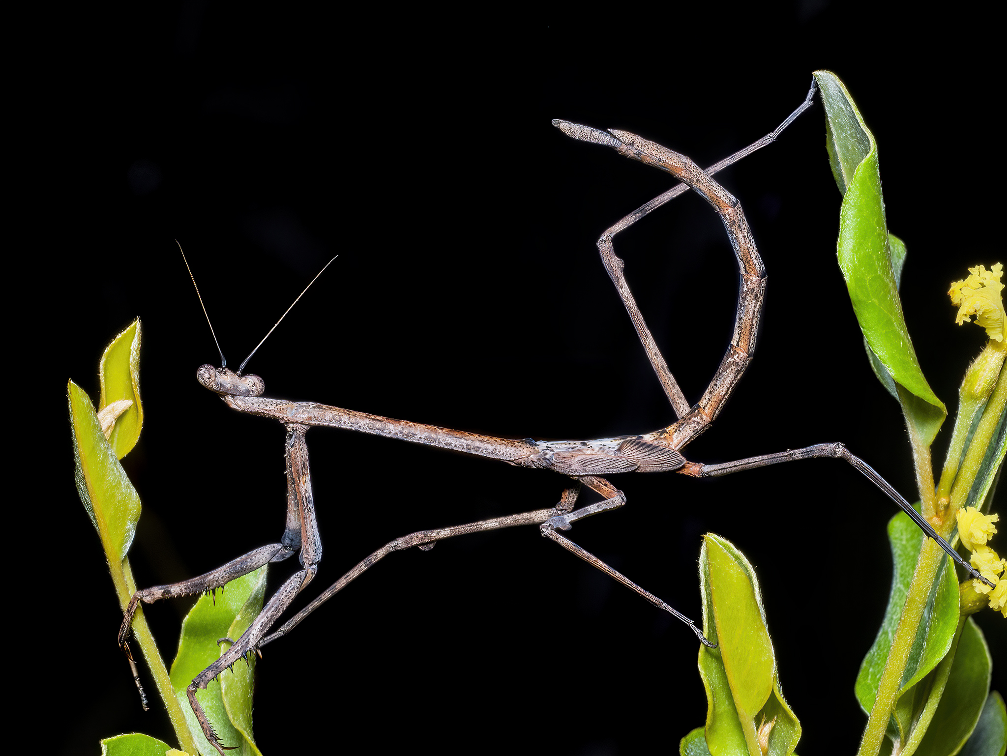 You are currently viewing Curvy-Butt Mantis