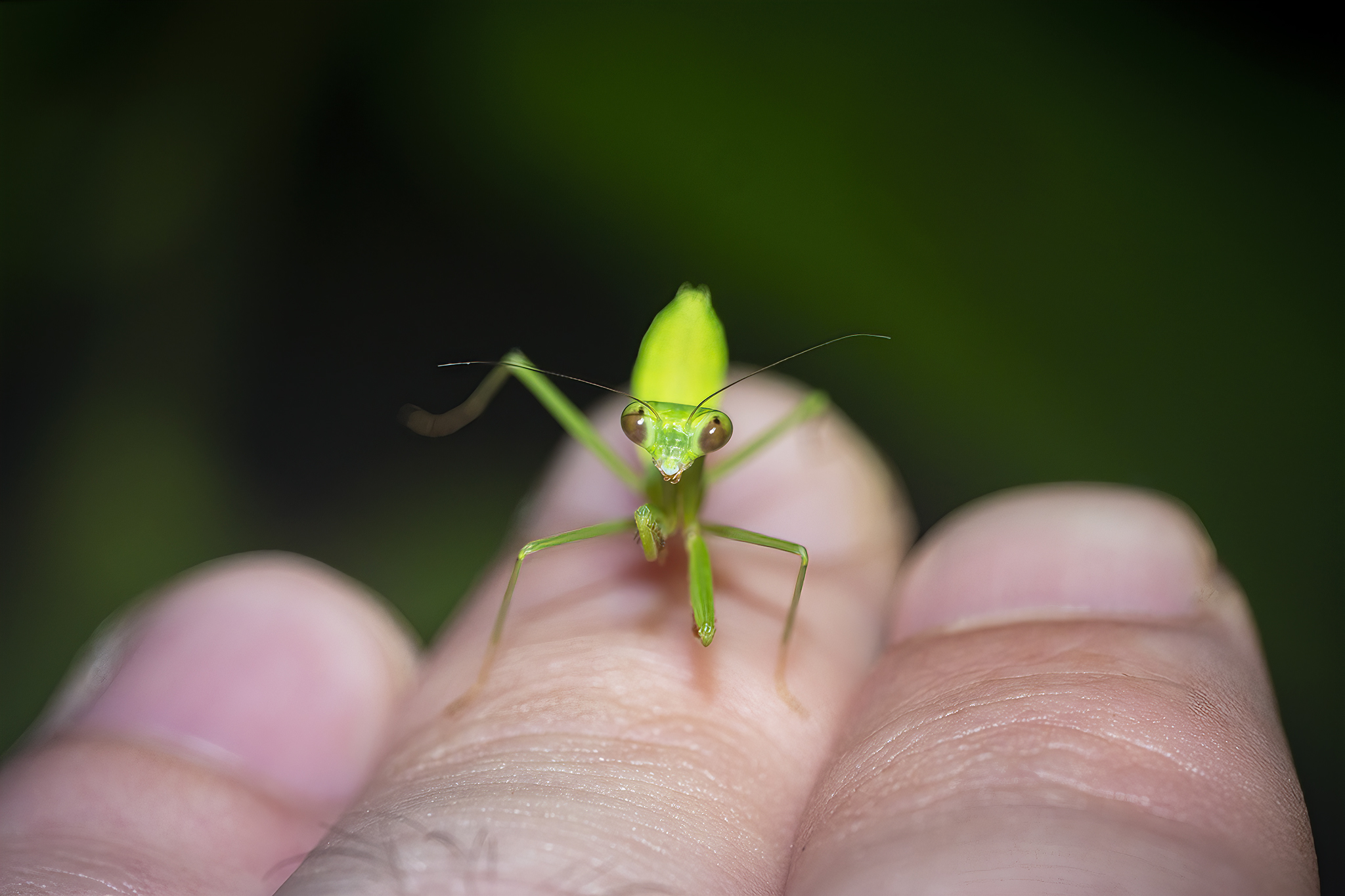 Read more about the article Mantis Nymph