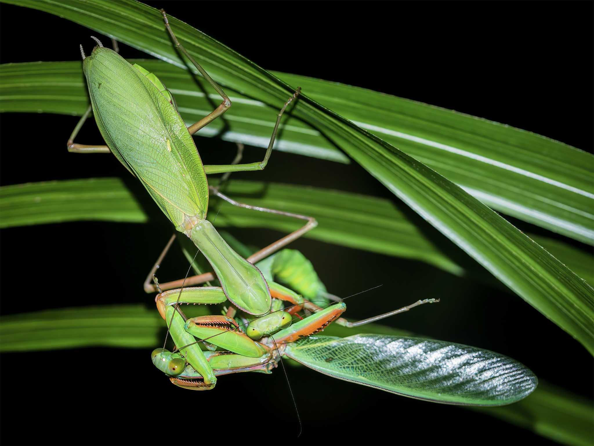You are currently viewing Mantis Cannibalism