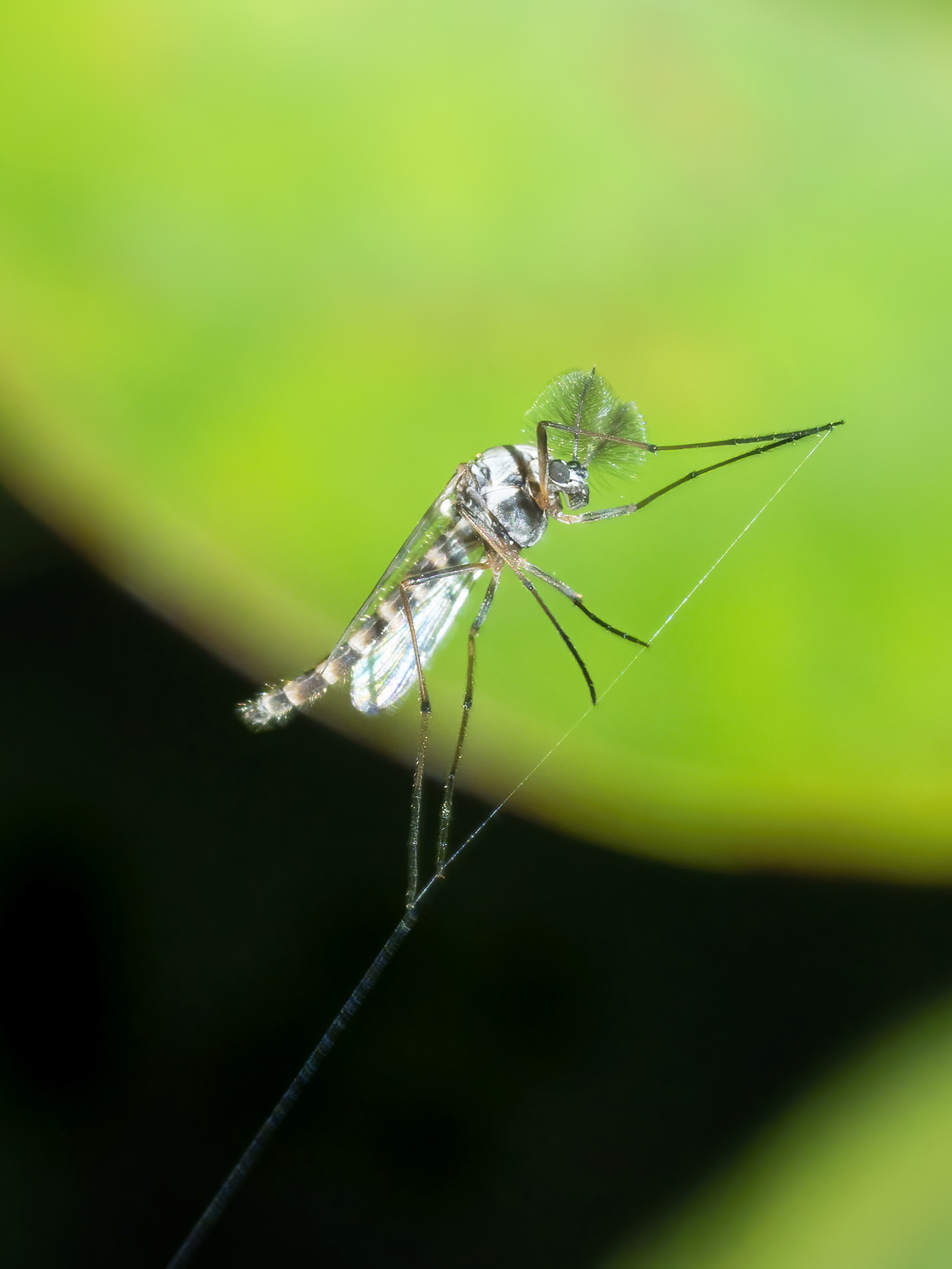 Read more about the article Male Mosquito