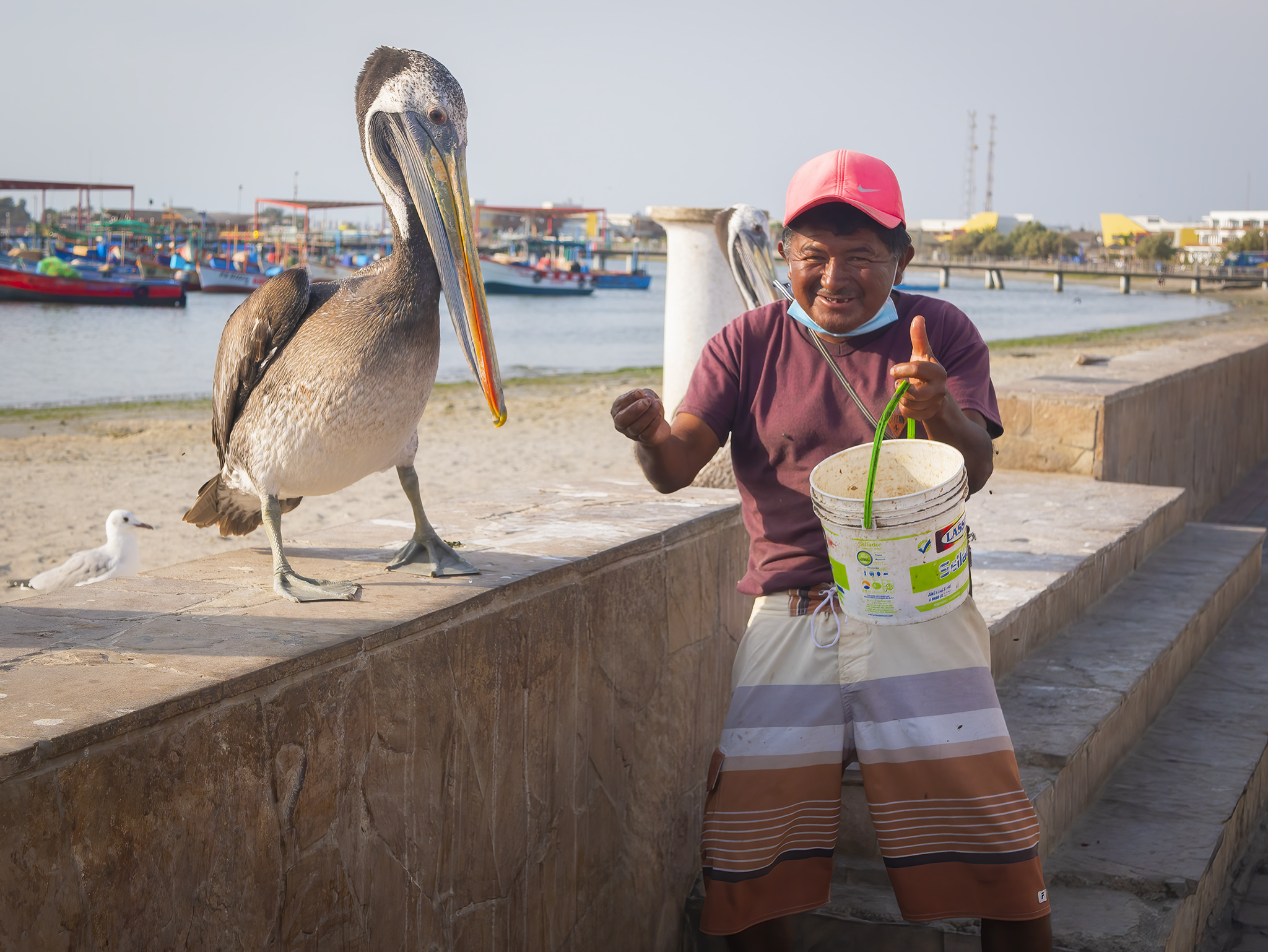 You are currently viewing Pelican Man