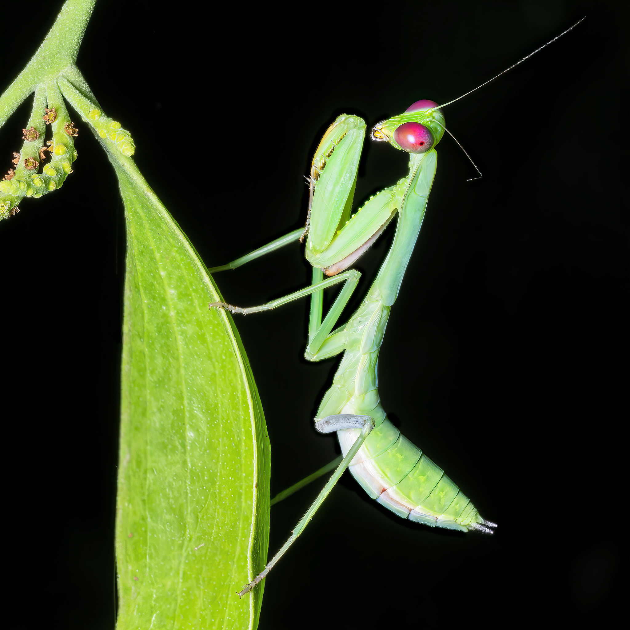You are currently viewing Mantises