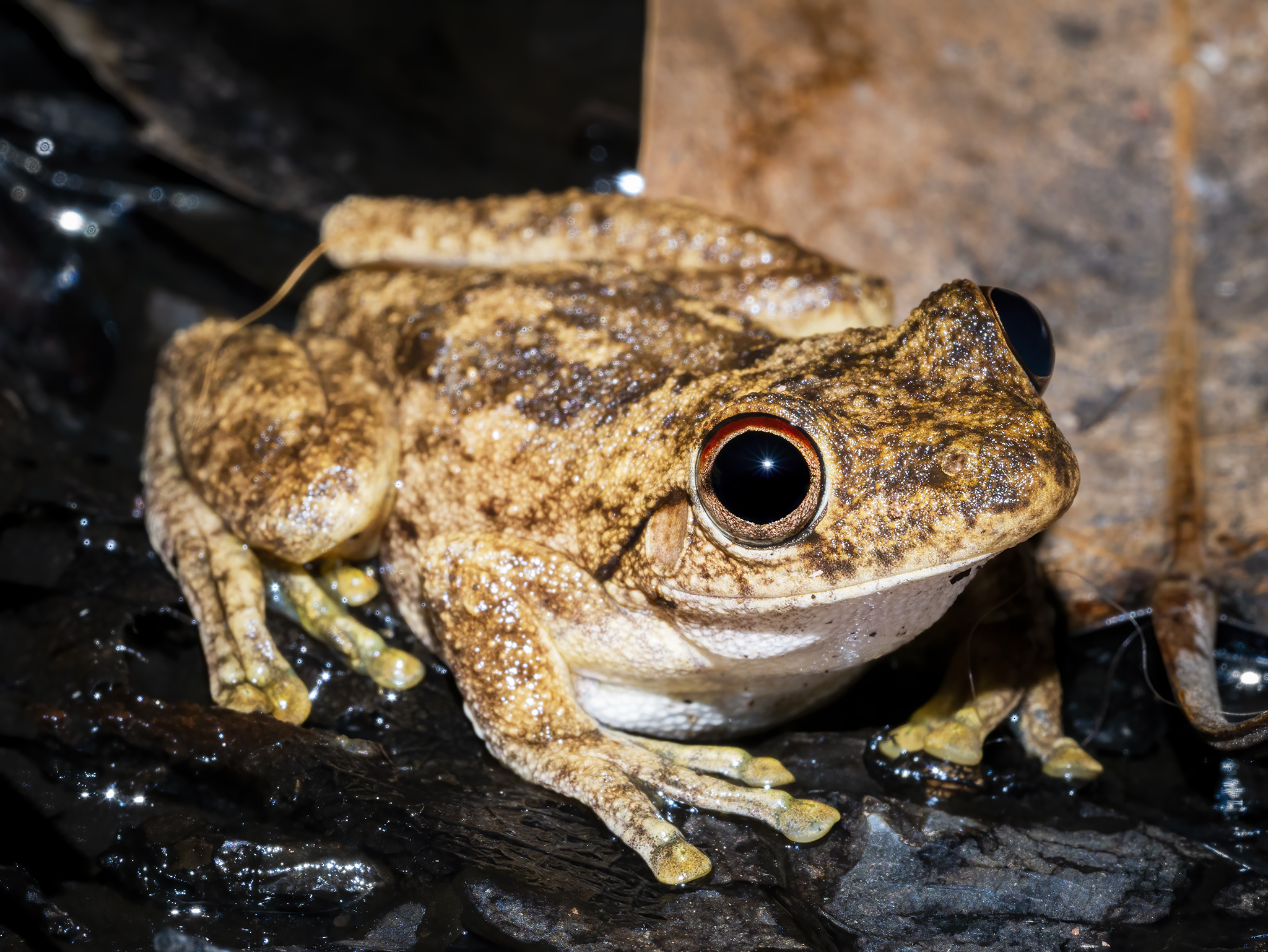 Read more about the article Roth’s Tree Frog