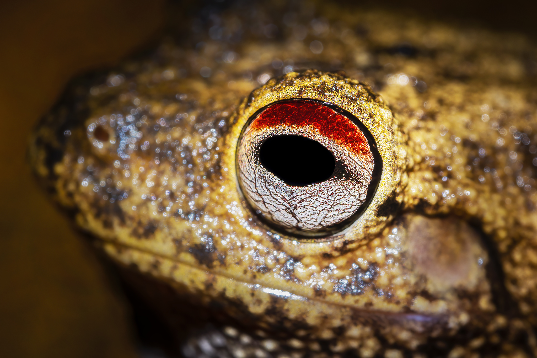 Read more about the article Frog Eyeballs