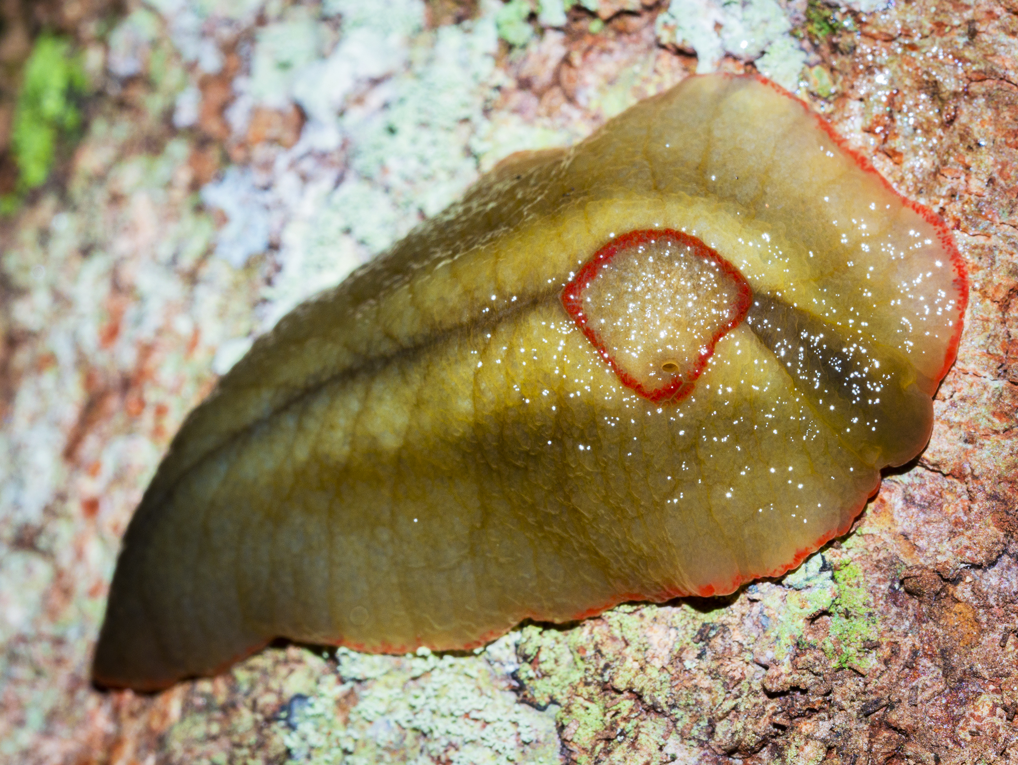 Read more about the article Red Triangle Slug