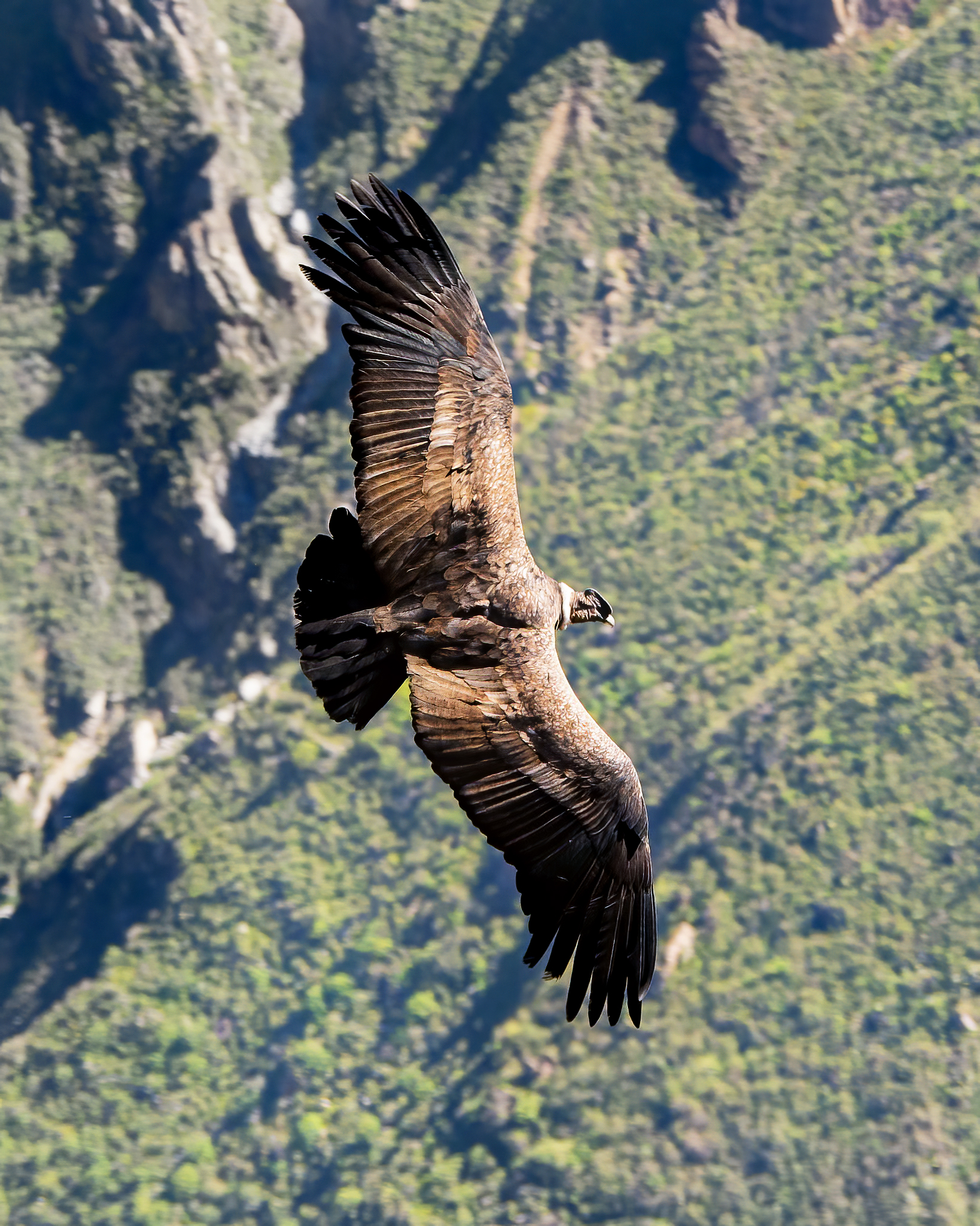 You are currently viewing Andean Condors