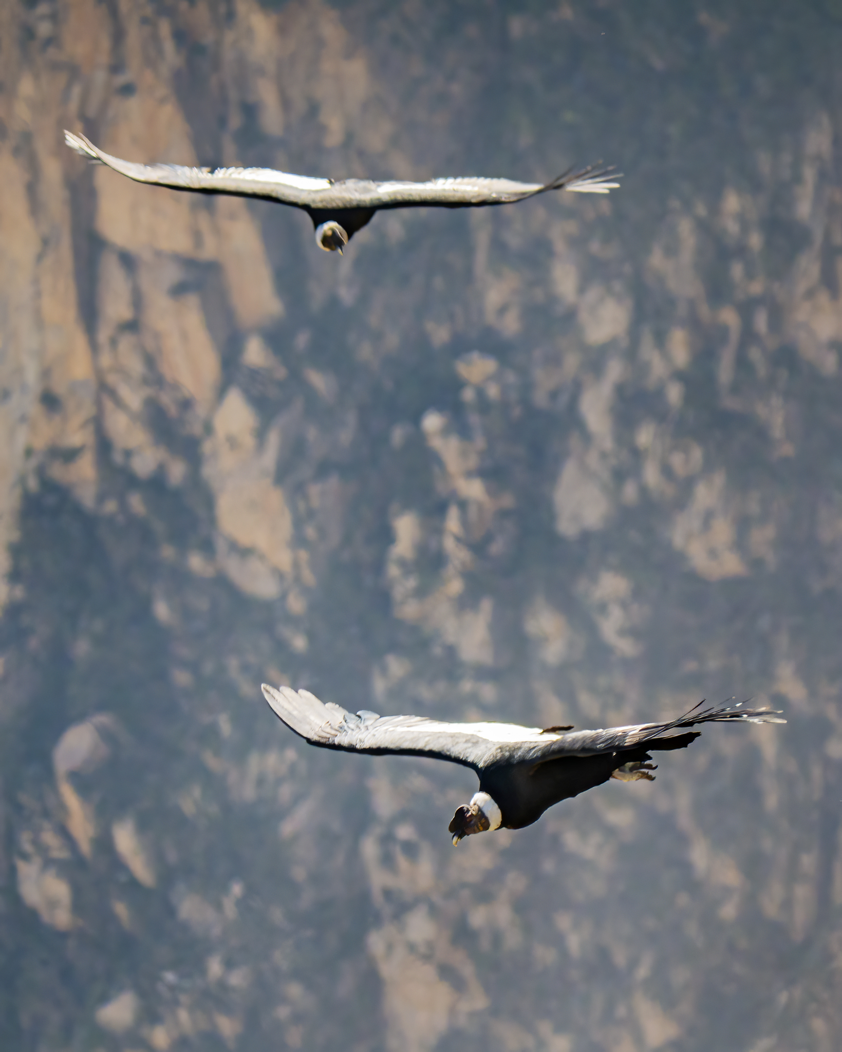 Read more about the article Andean Condors