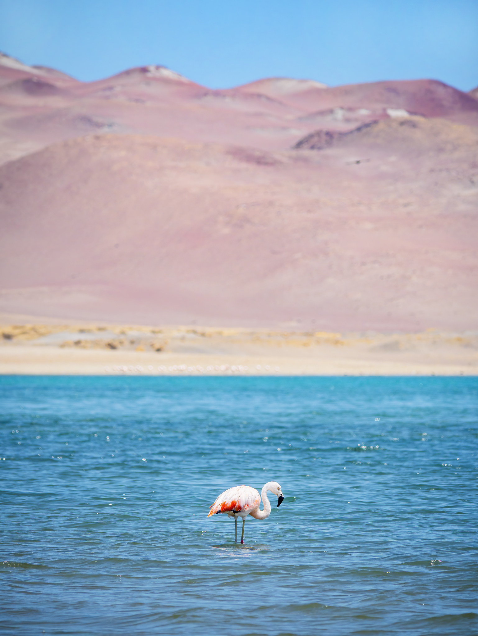 Read more about the article Chilean Flamingo