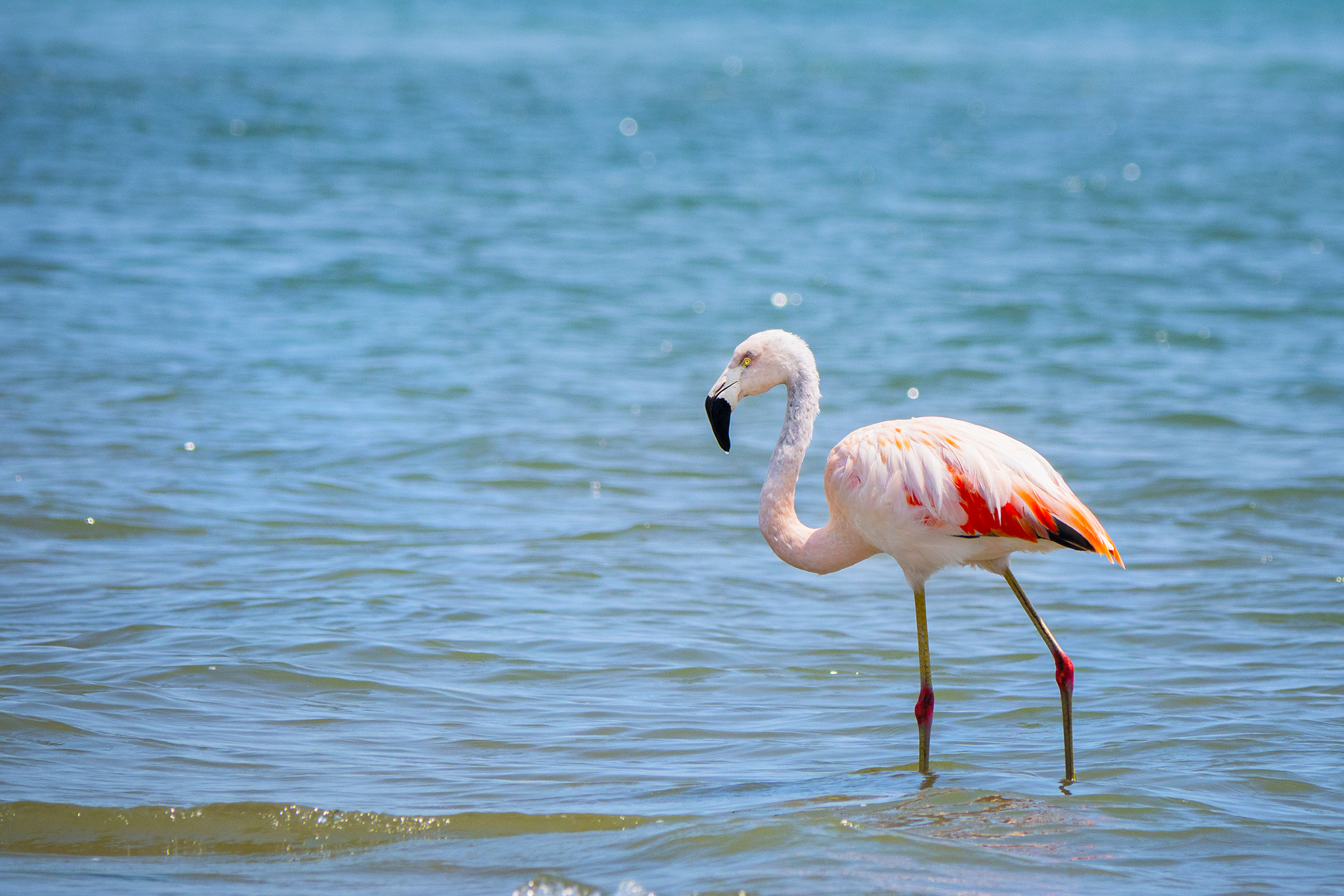 Read more about the article Flamingos