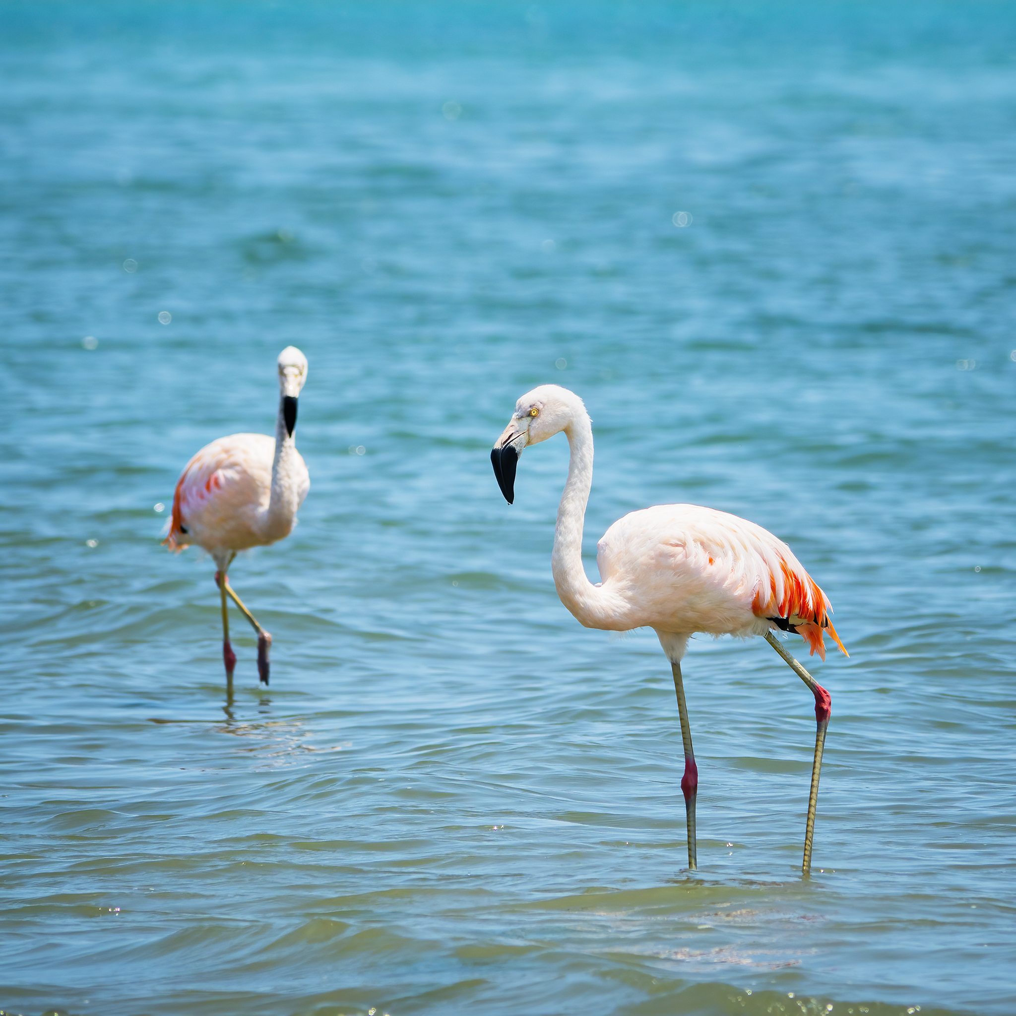 Read more about the article Chilean Flamingos