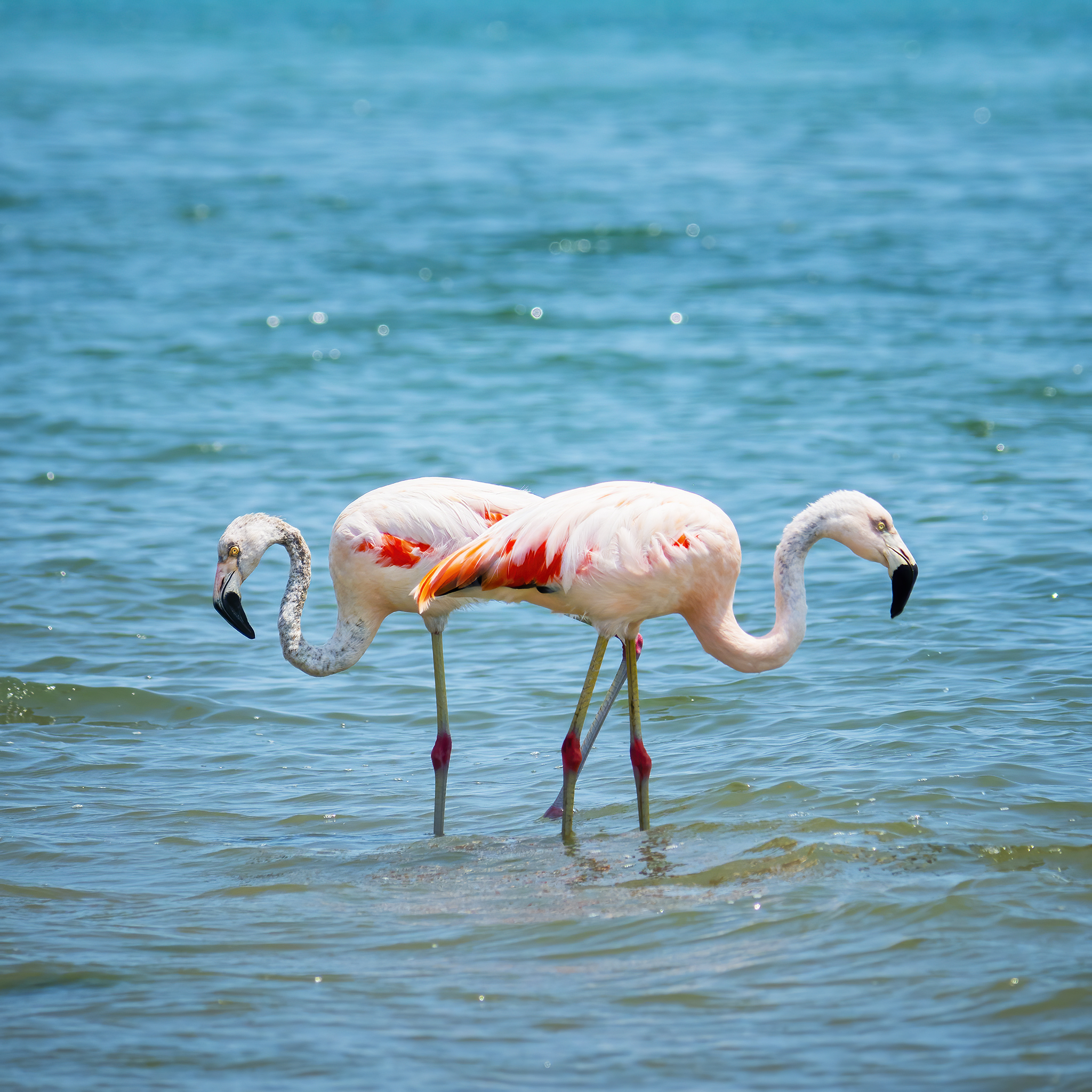 Read more about the article Flamingos