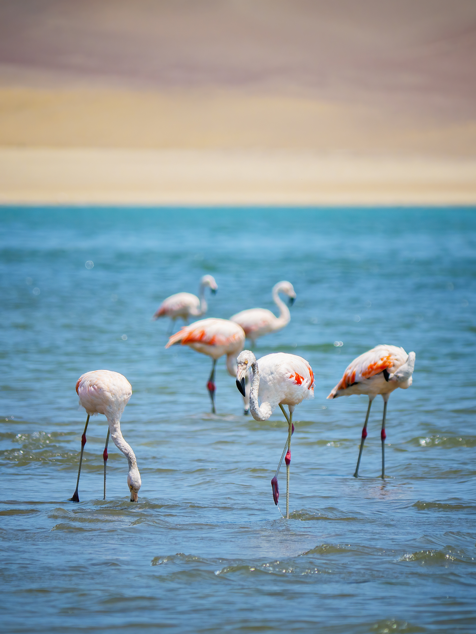 You are currently viewing Chilean Flamingos