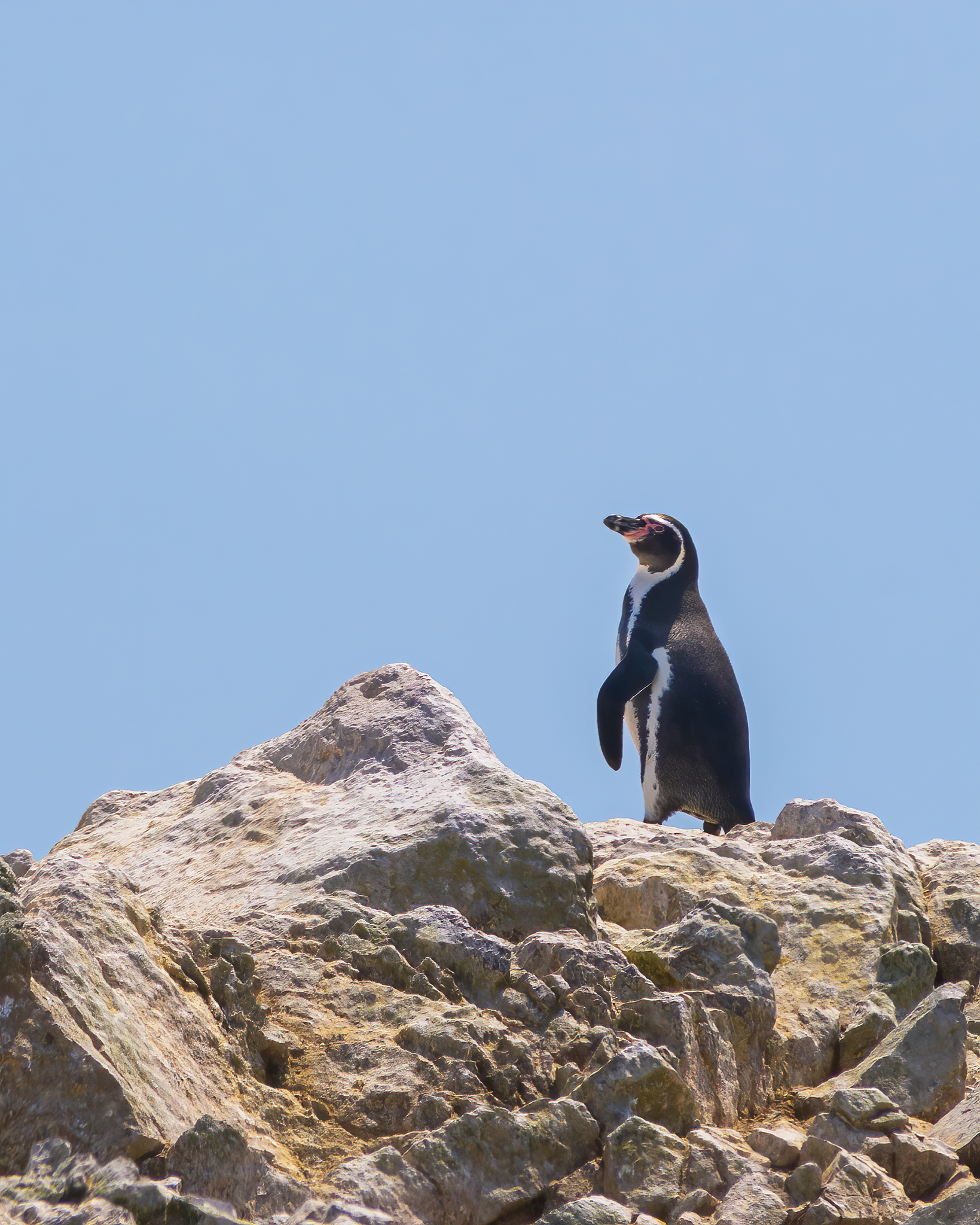 Read more about the article Humboldt Penguins