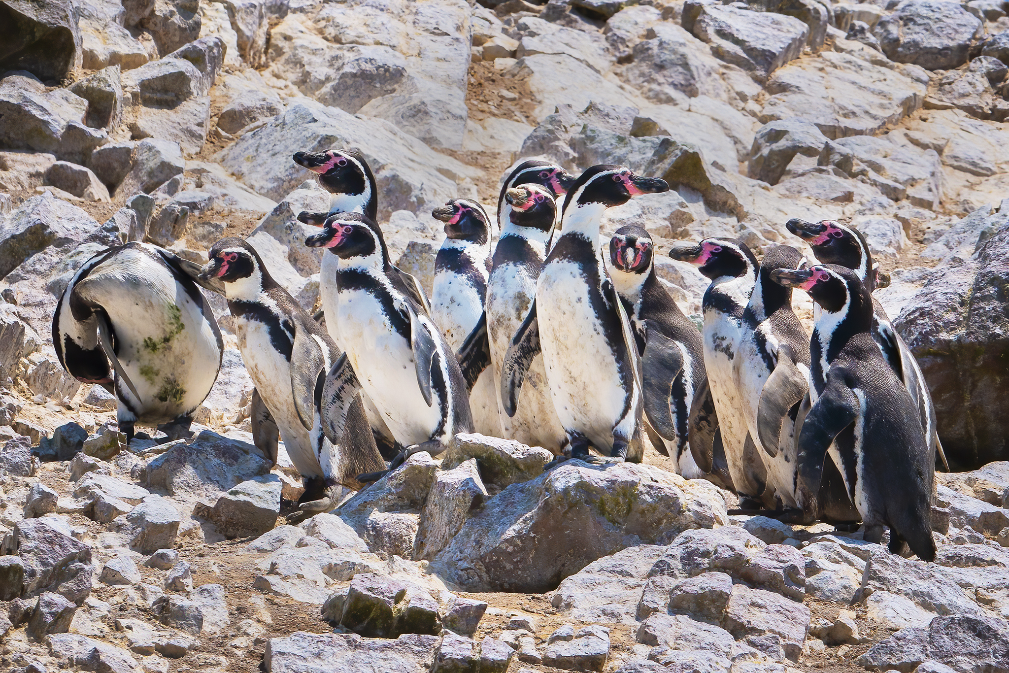 Read more about the article Humboldt Penguins