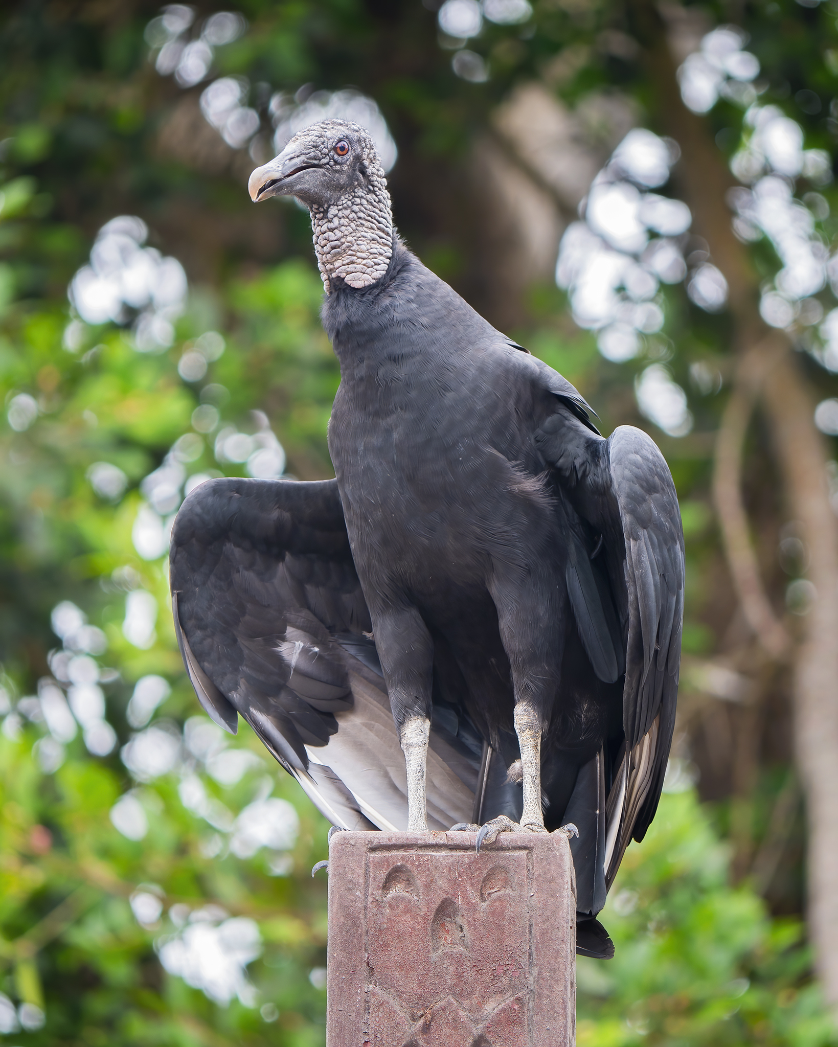 You are currently viewing Lima’s Vultures