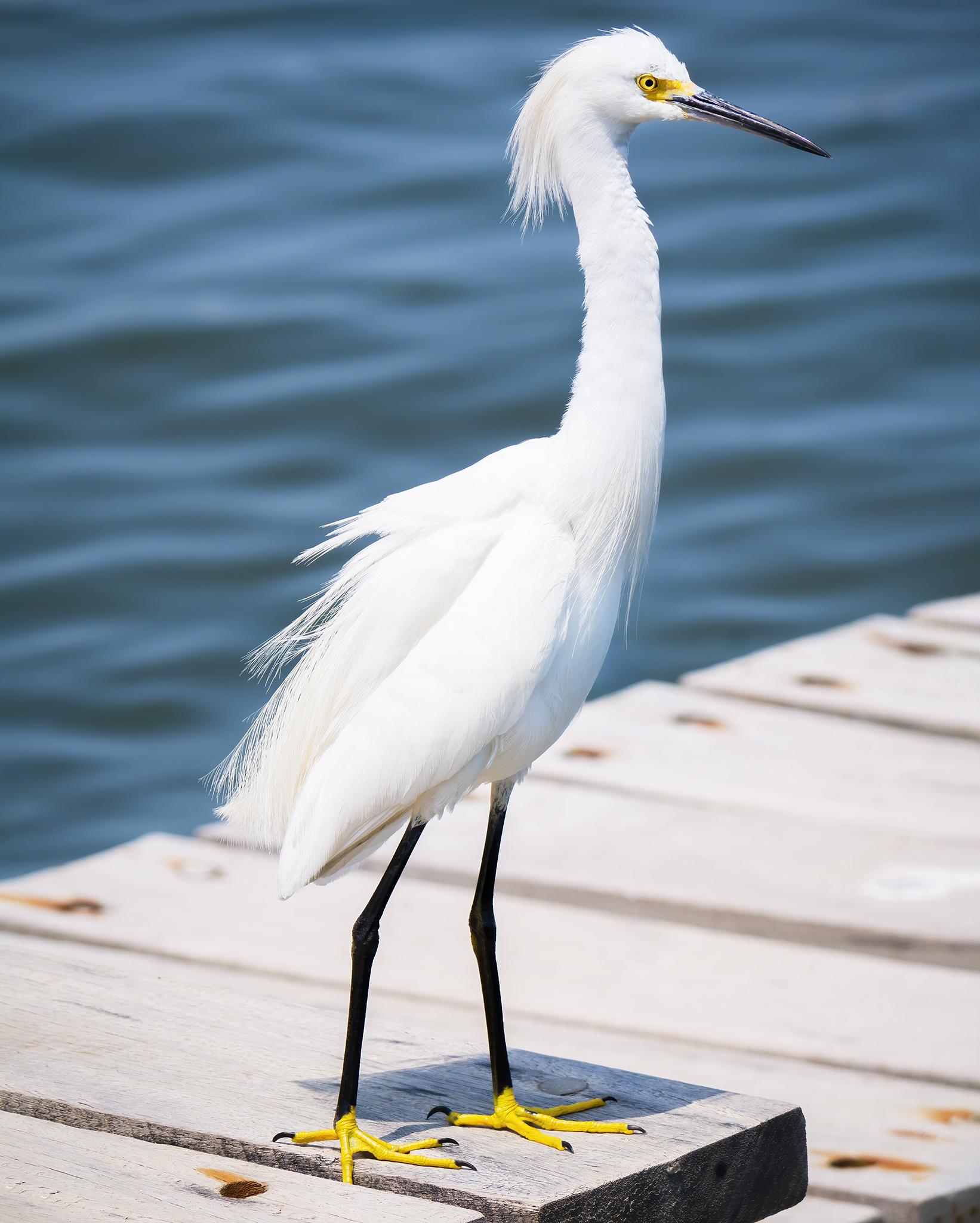 Read more about the article Snowy Egret