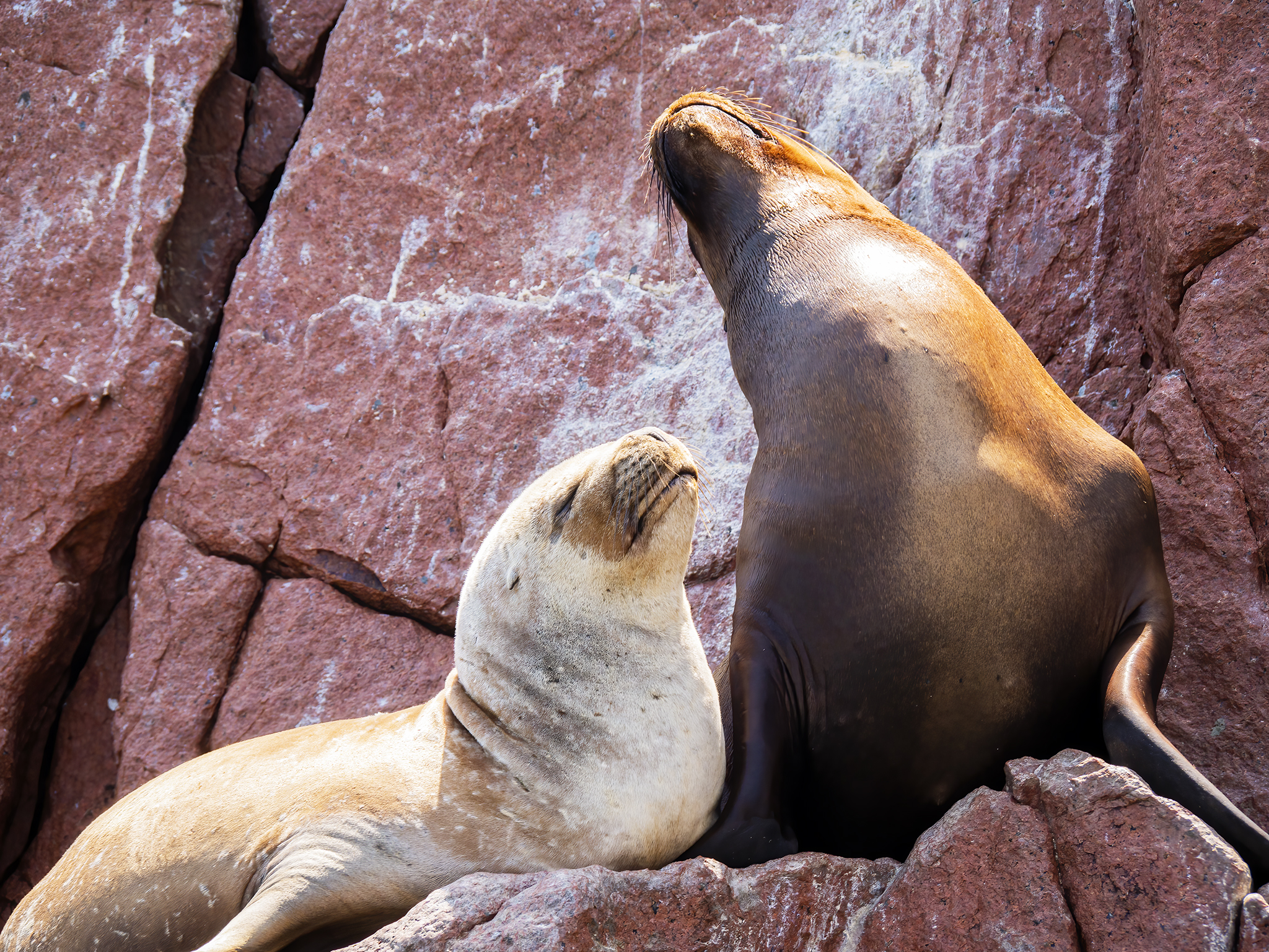 You are currently viewing Sea Lions