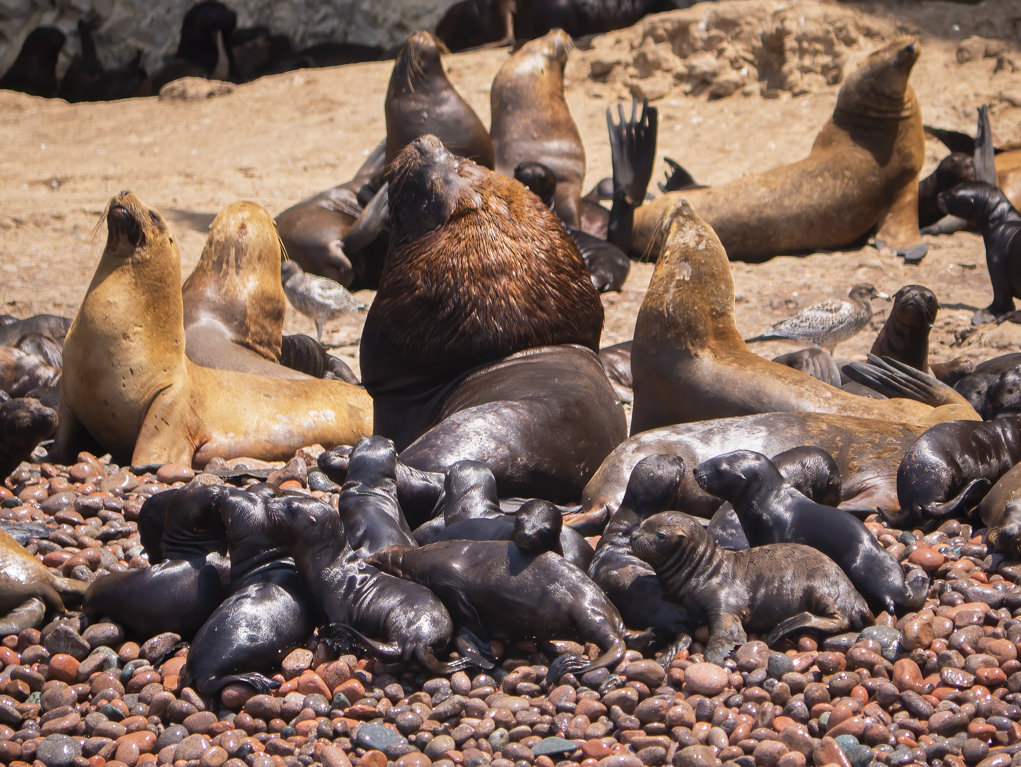 You are currently viewing South American Sea Lions