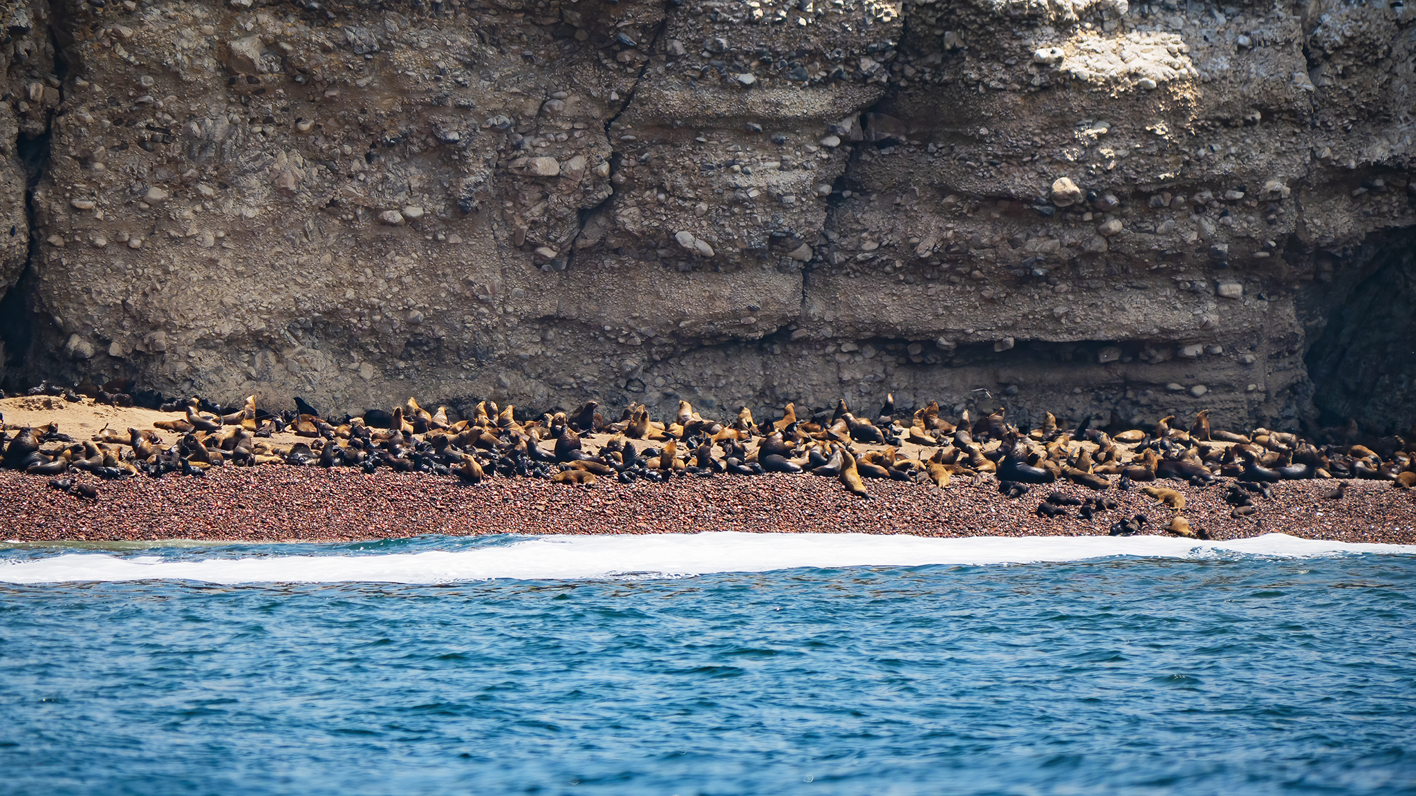 You are currently viewing South American Sea Lions