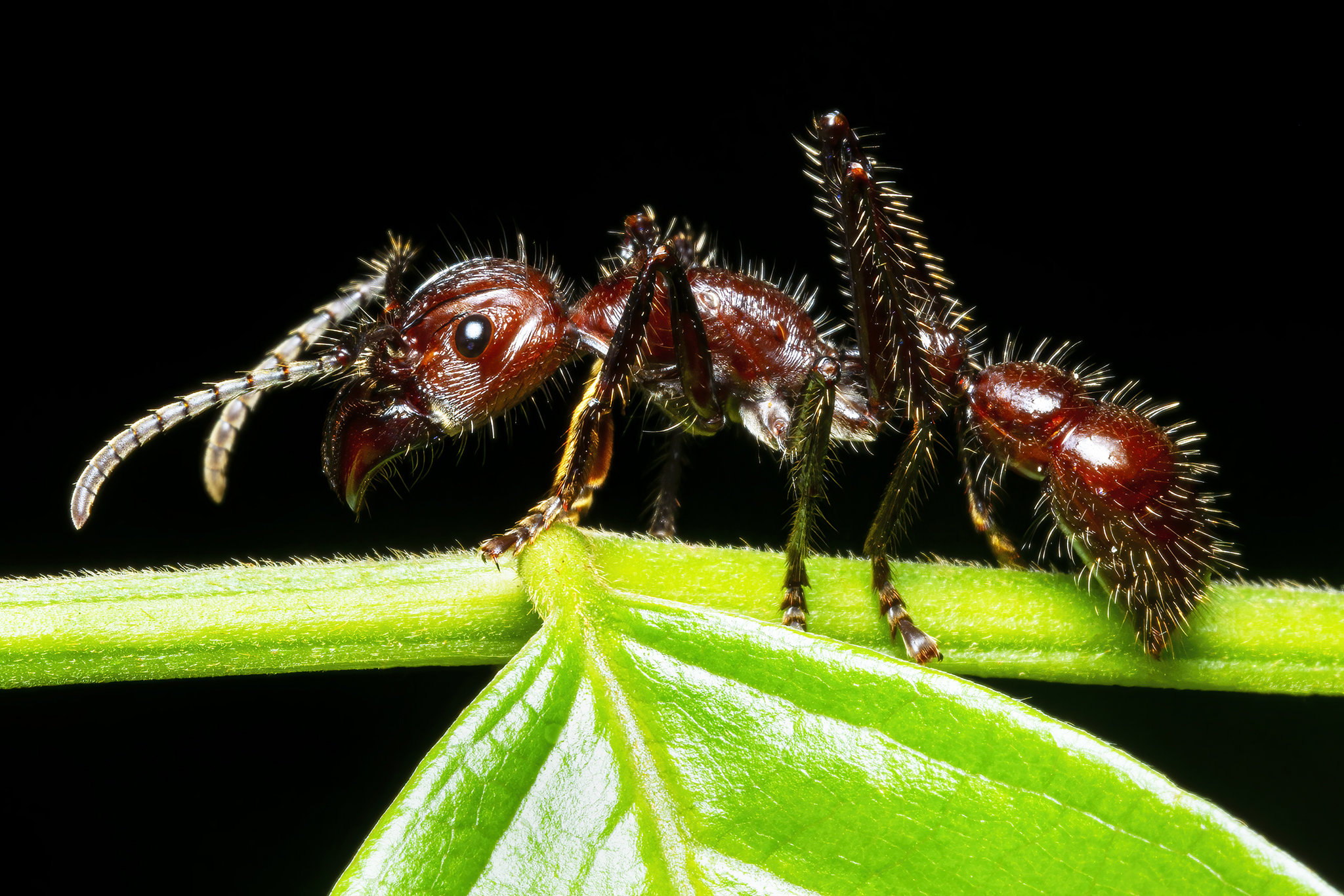 Read more about the article Bullet Ants