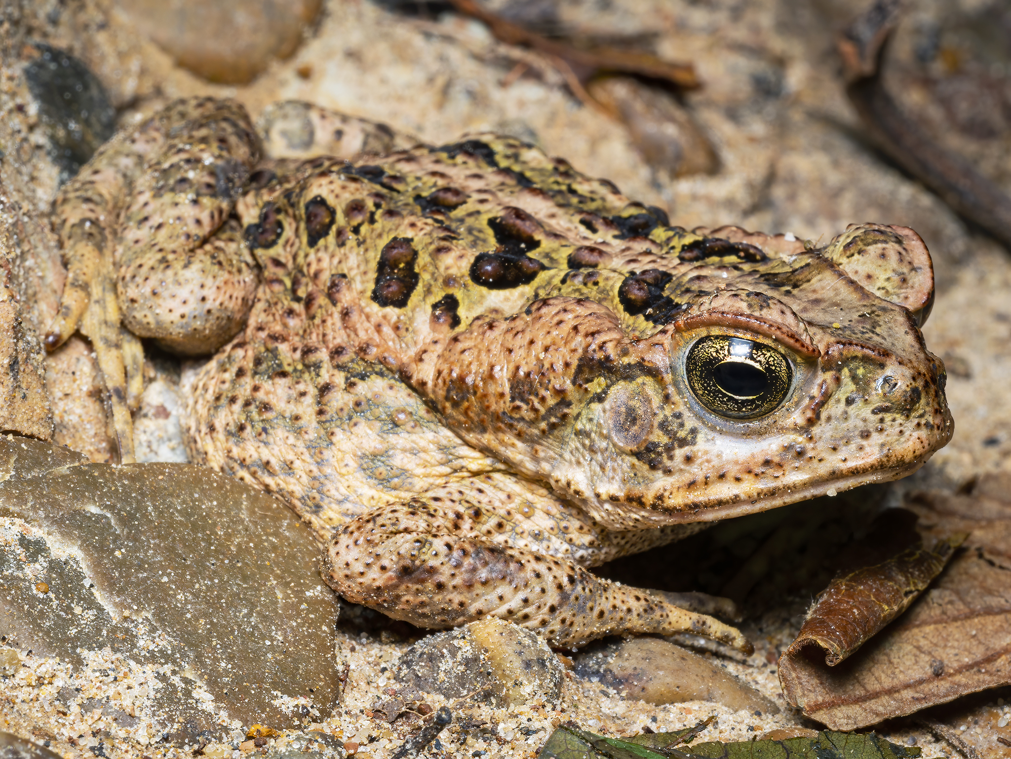 Read more about the article Cane Toad