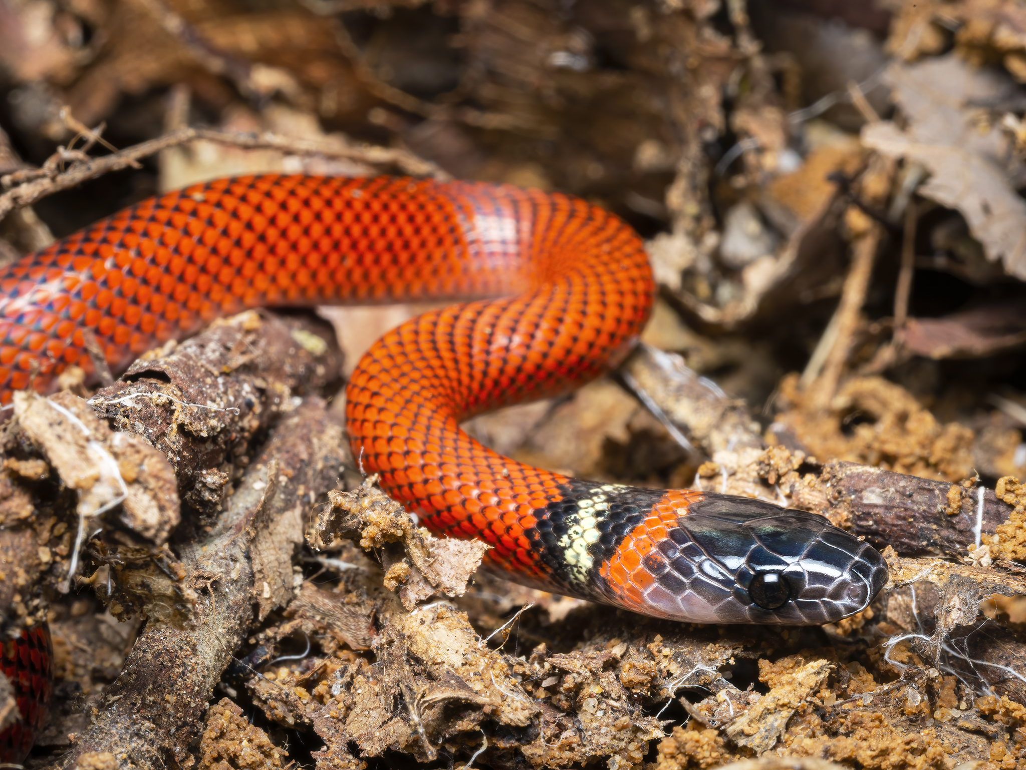 Read more about the article Tschudi’s False Coral Snake