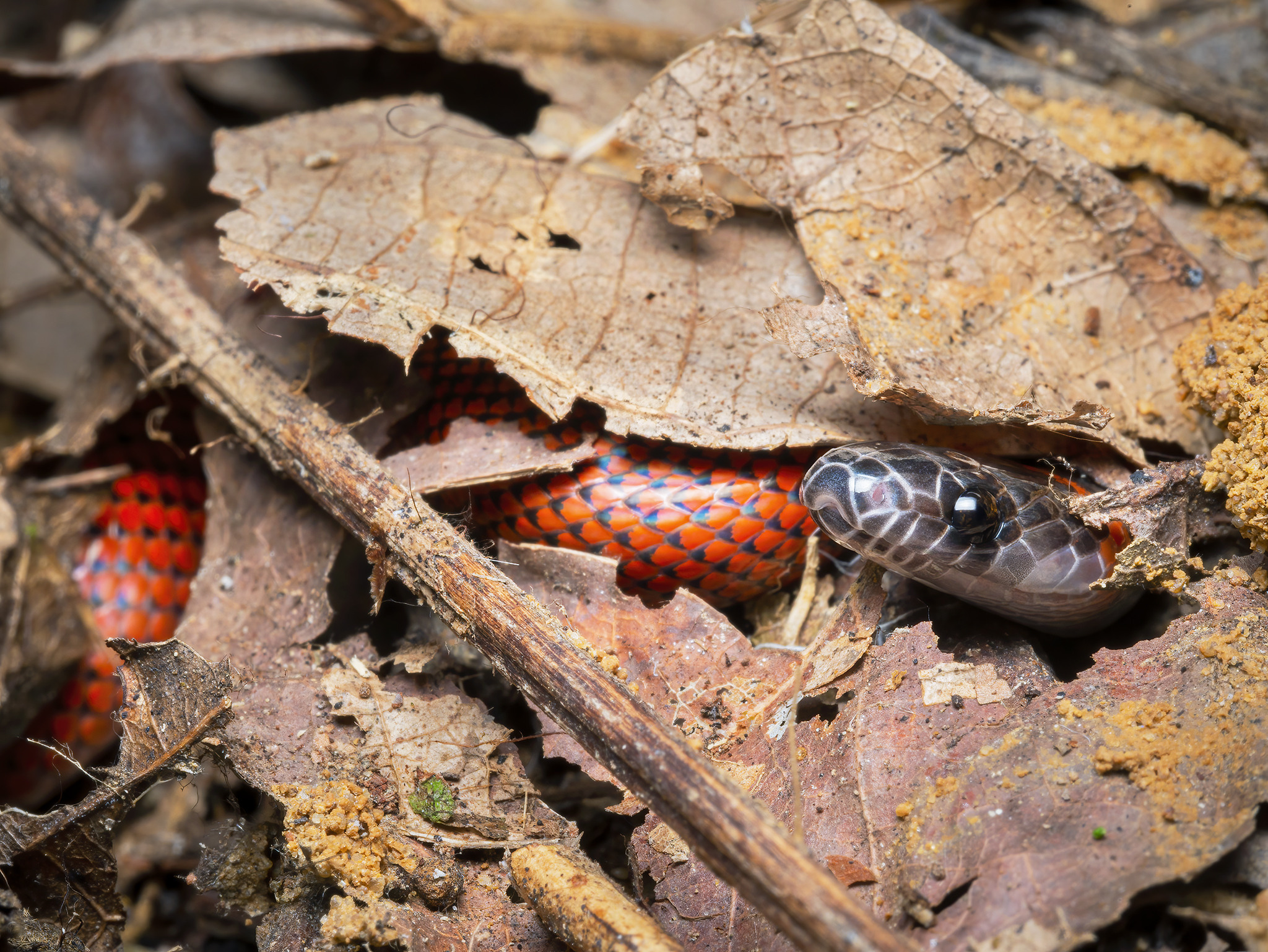 You are currently viewing Tschudi’s False Coral Snake