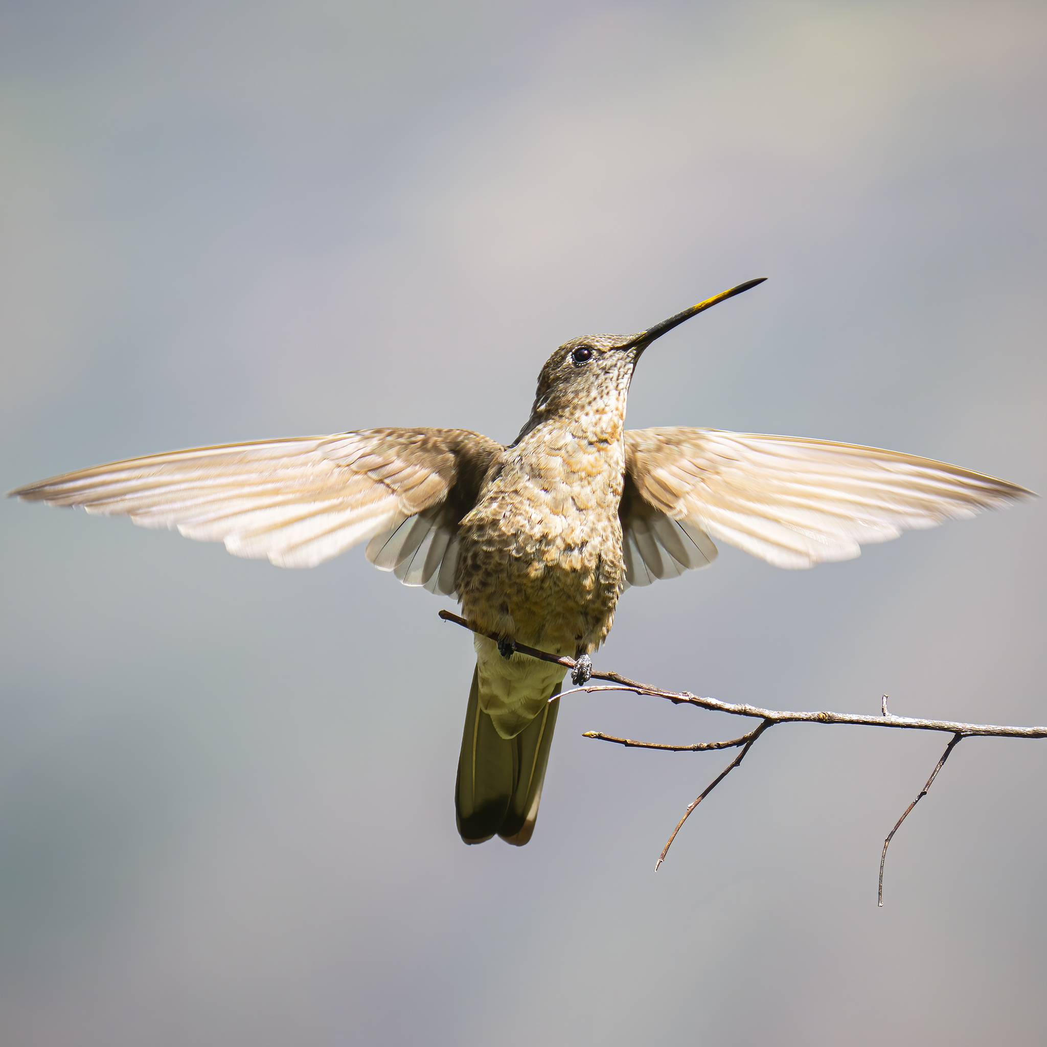 Read more about the article Giant Hummingbird