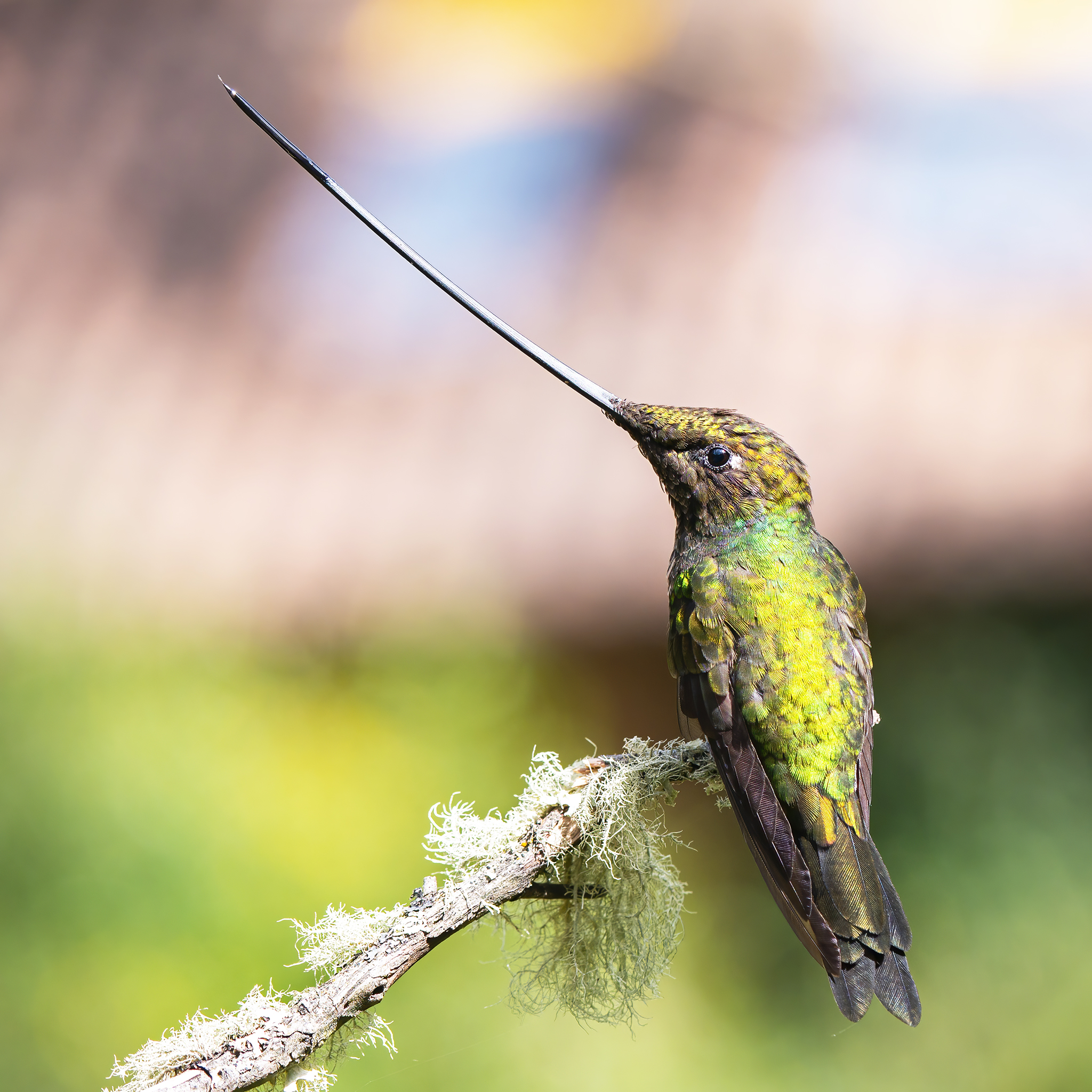 You are currently viewing Sword-Billed Hummingbird
