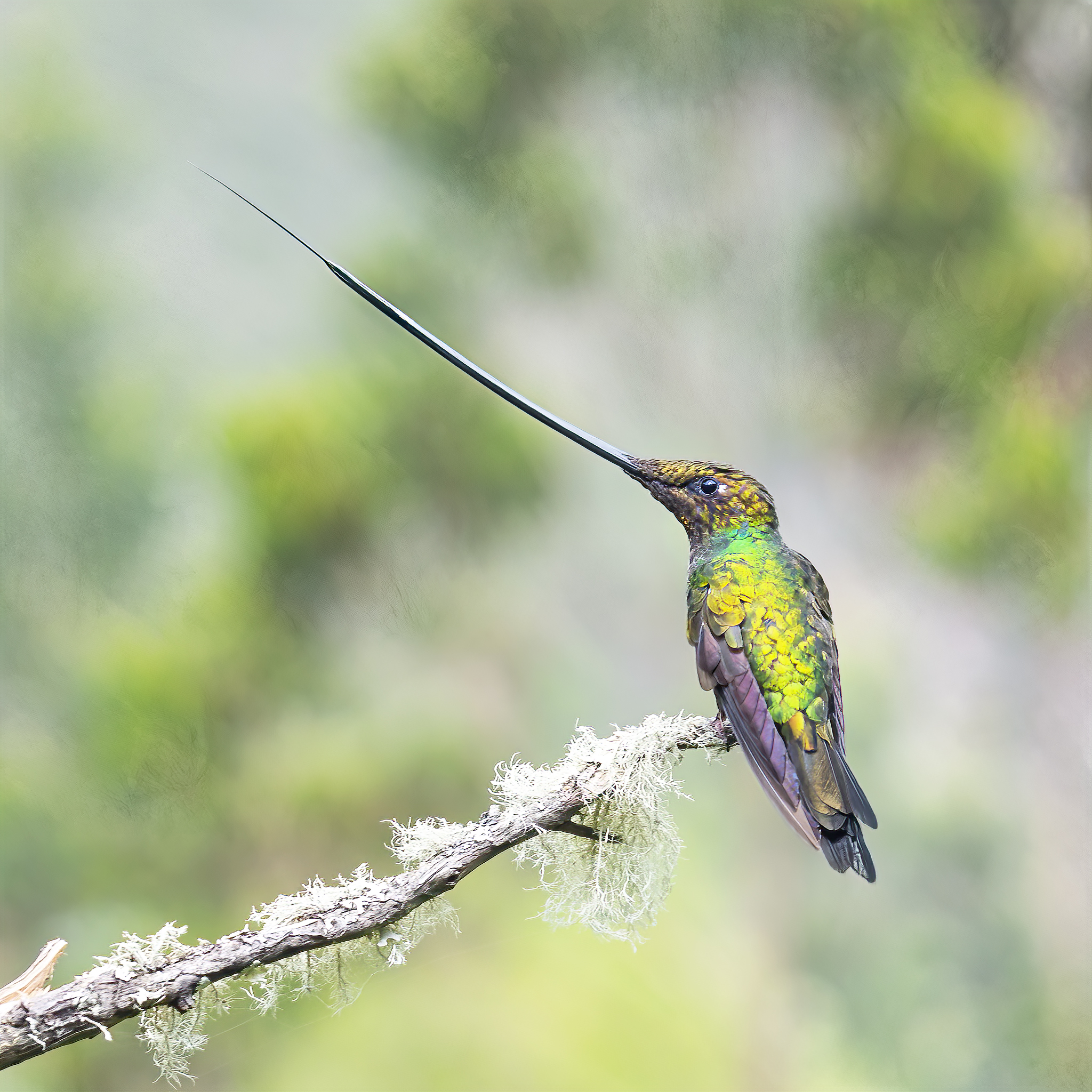 Read more about the article Hummingbirds