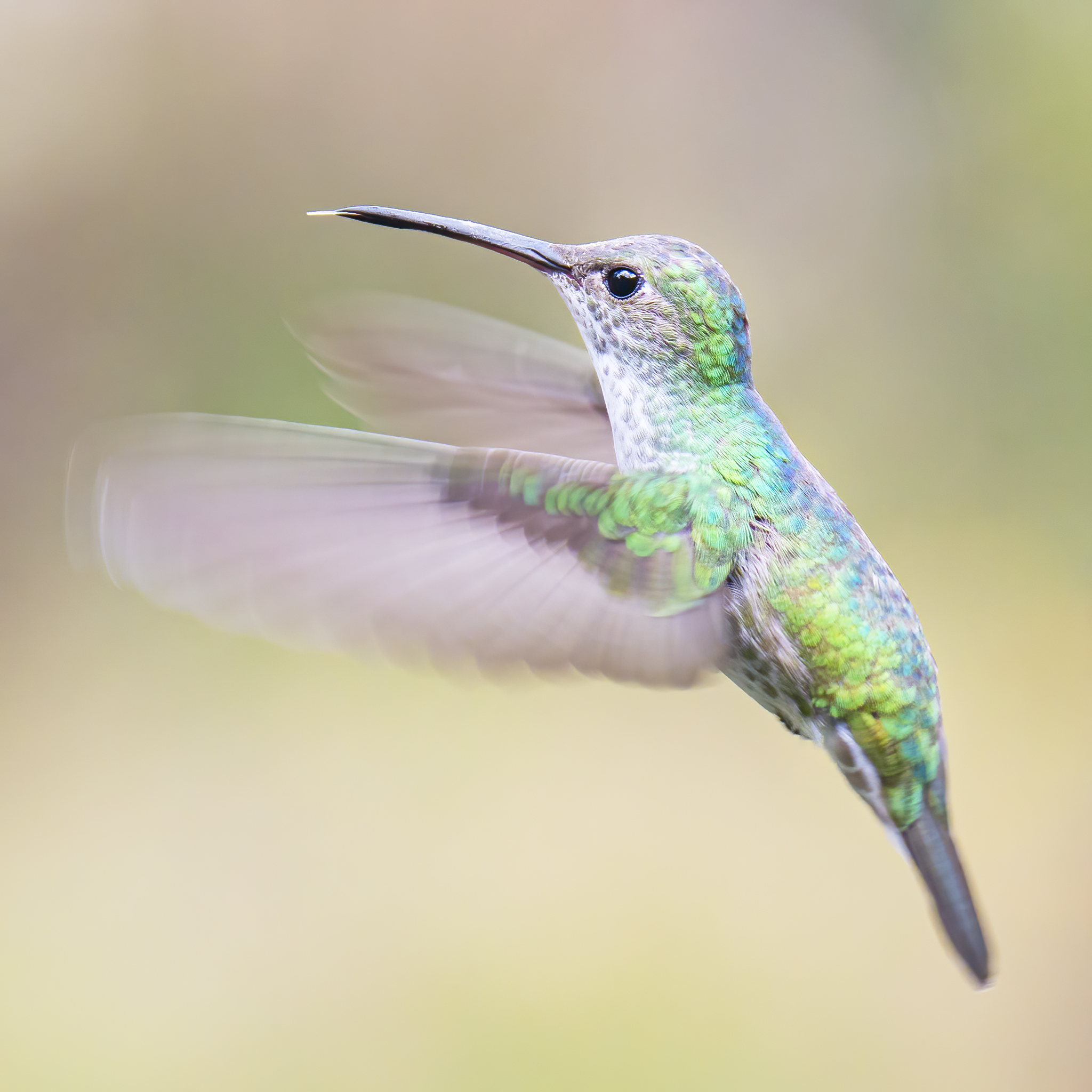 Read more about the article White-Bellied Hummingbird