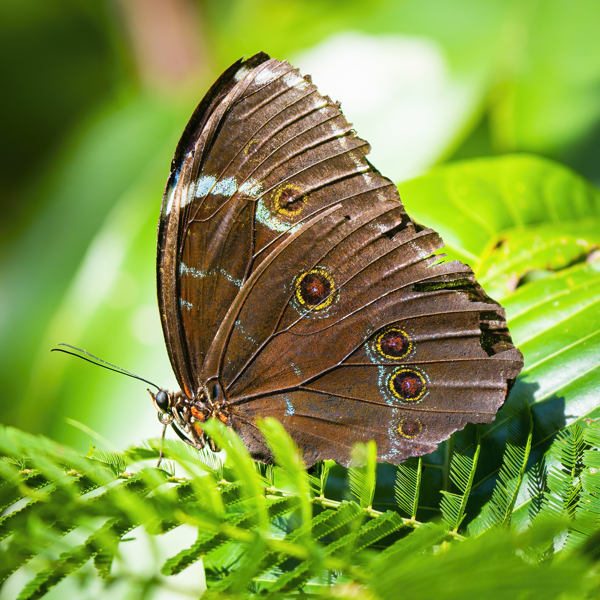 Read more about the article Achilles Morpho Butterfly