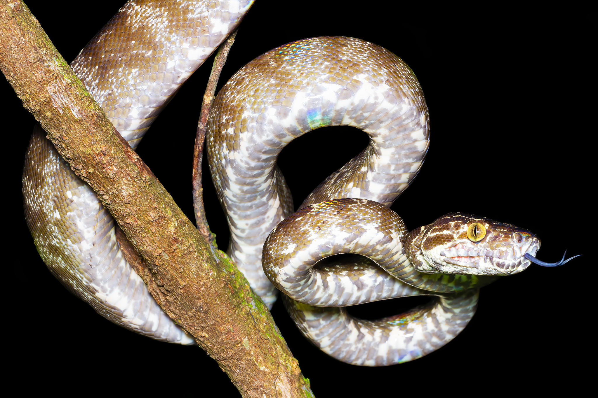 You are currently viewing Amazon Tree Boa