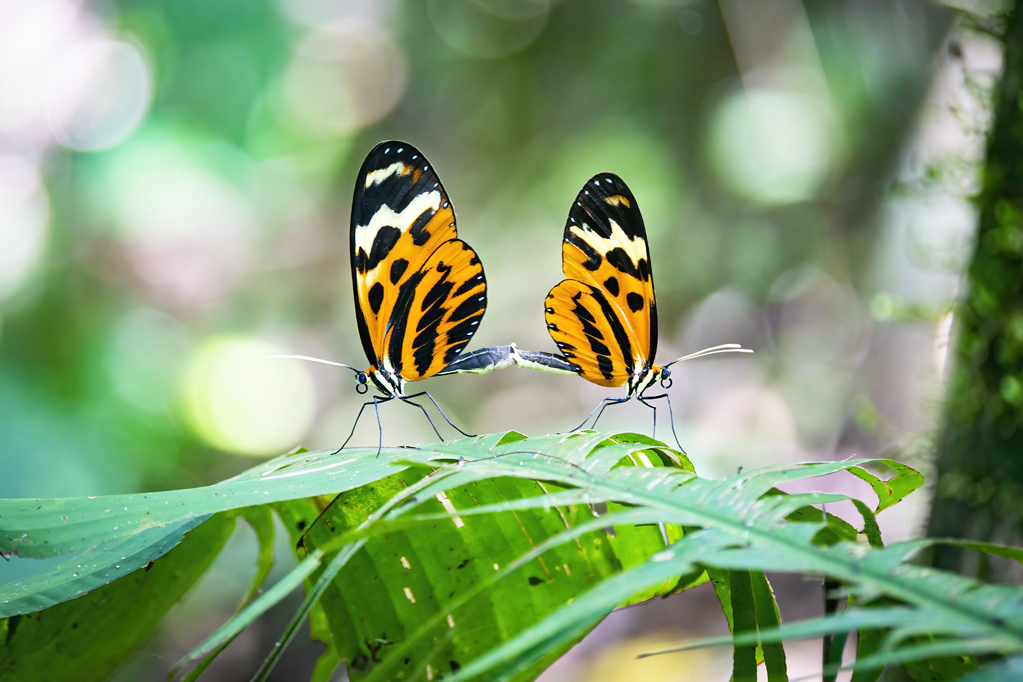 Read more about the article Tigerwing Butterflies