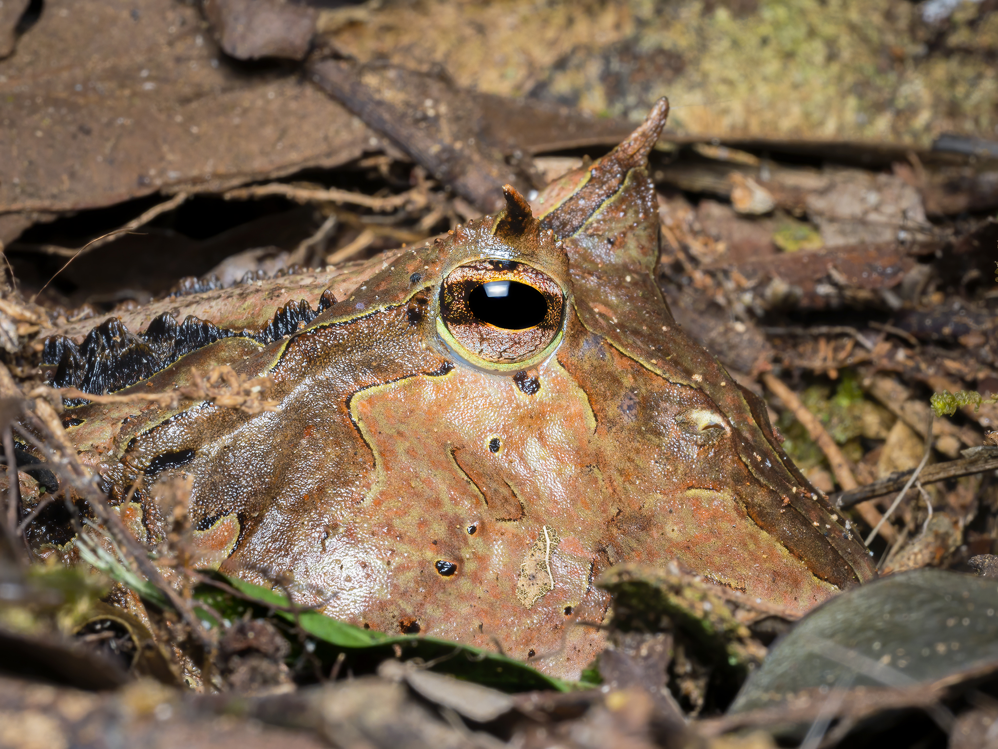 Read more about the article Amazonian Horned Frog