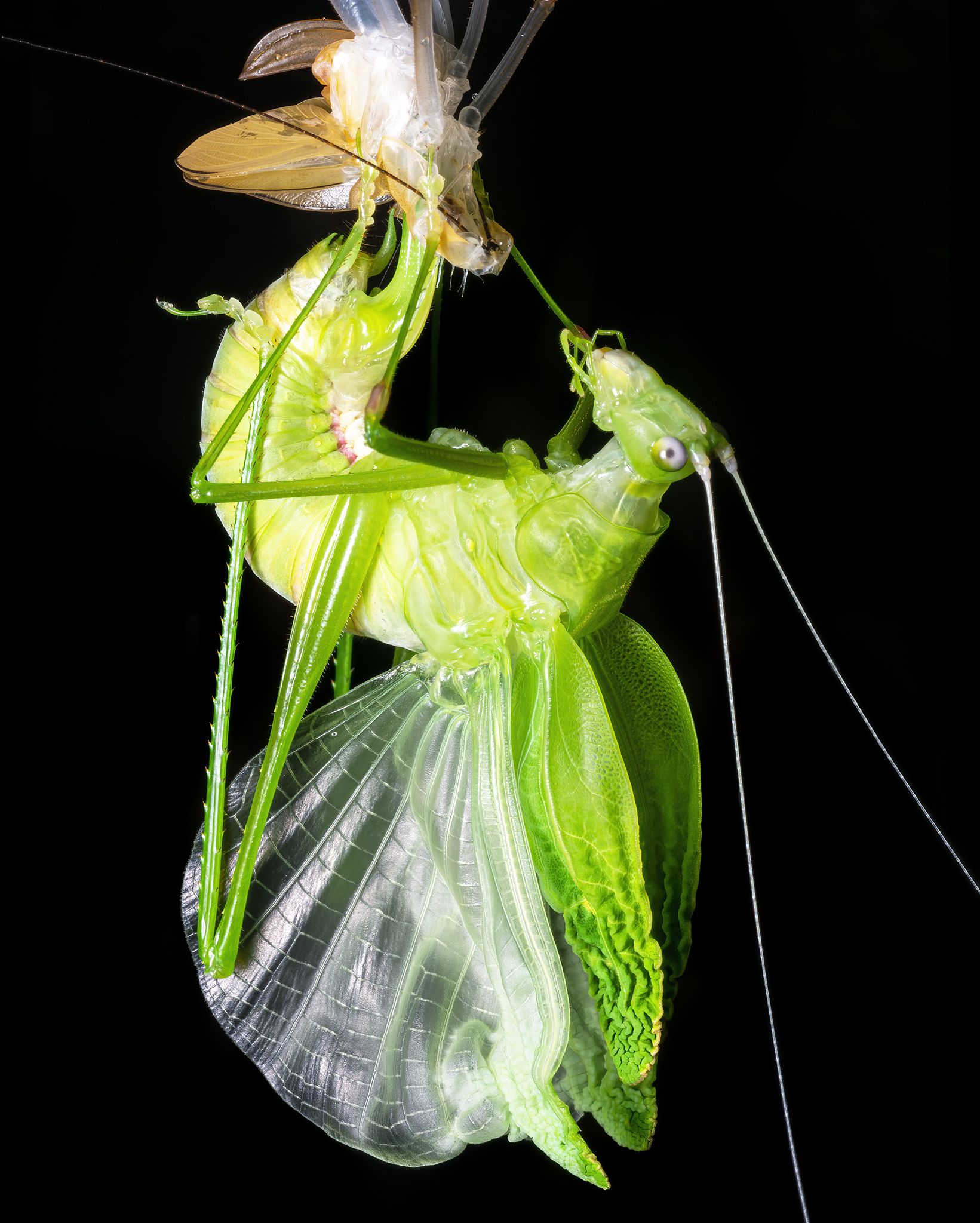 Read more about the article Katydid Moulting