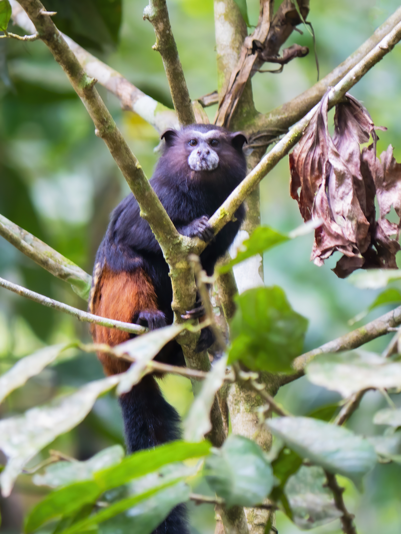 Read more about the article Saddleback Tamarins