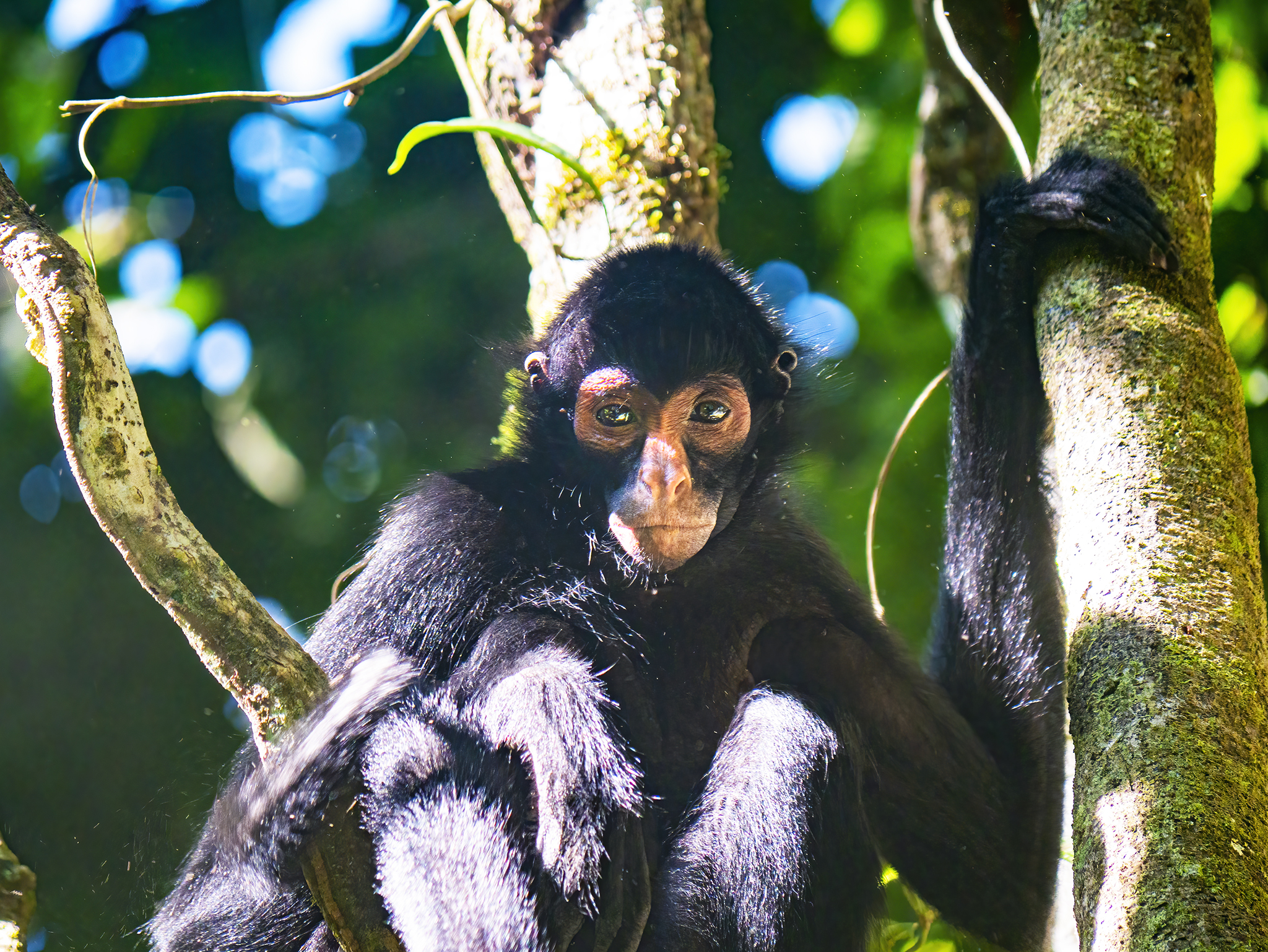 Read more about the article Spider Monkey