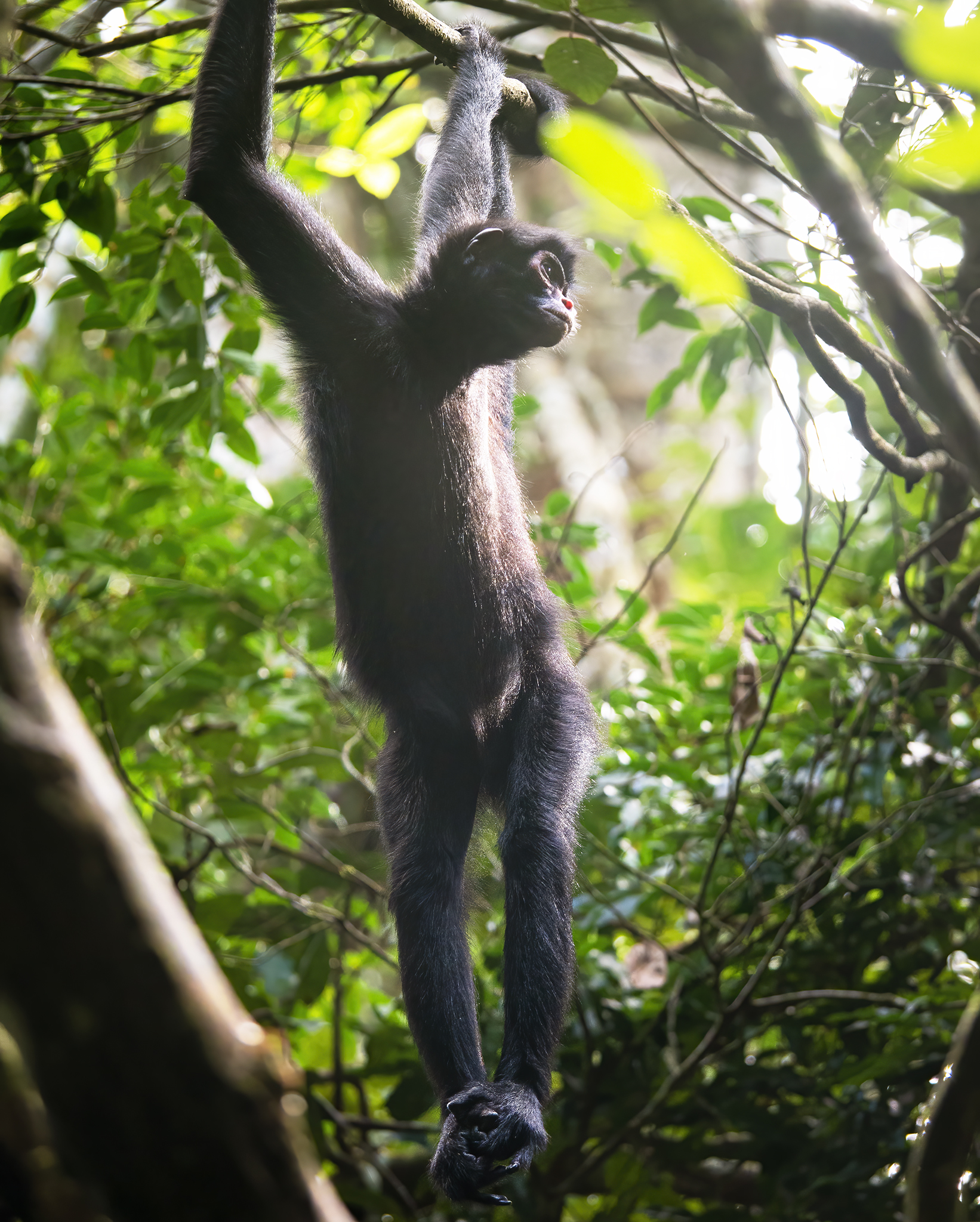 Read more about the article Spider Monkeys