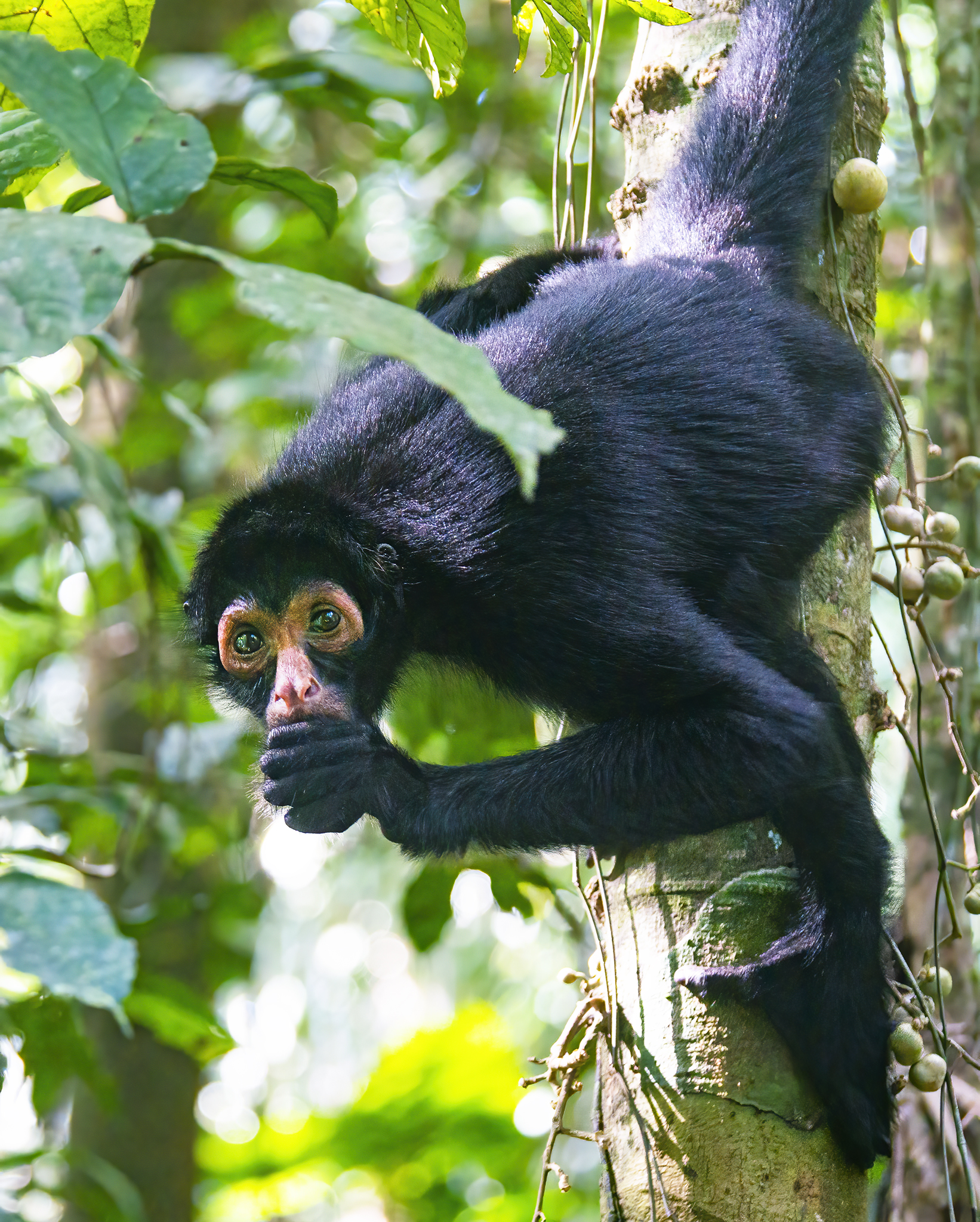 Read more about the article Spider Monkey