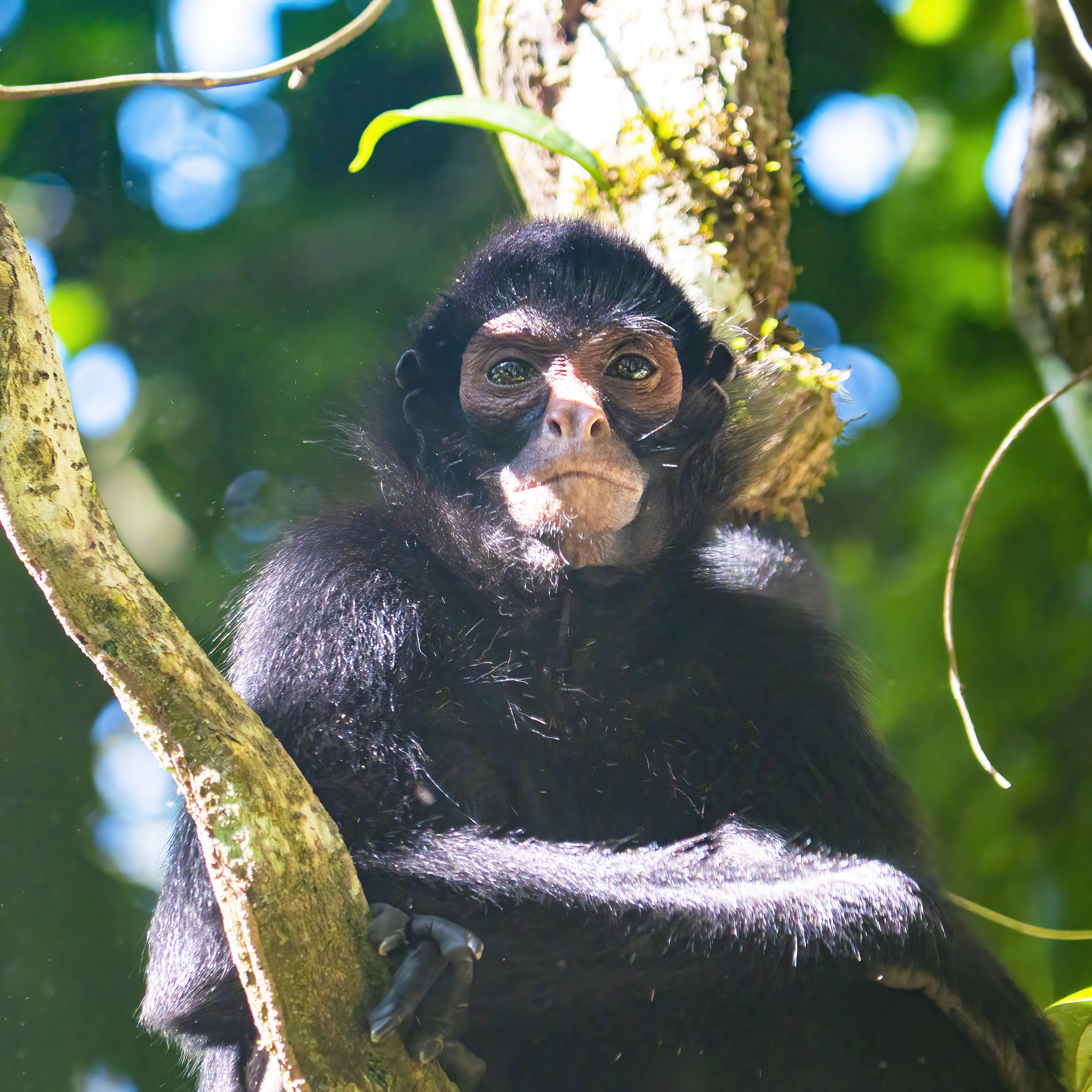 Read more about the article Spider Monkey