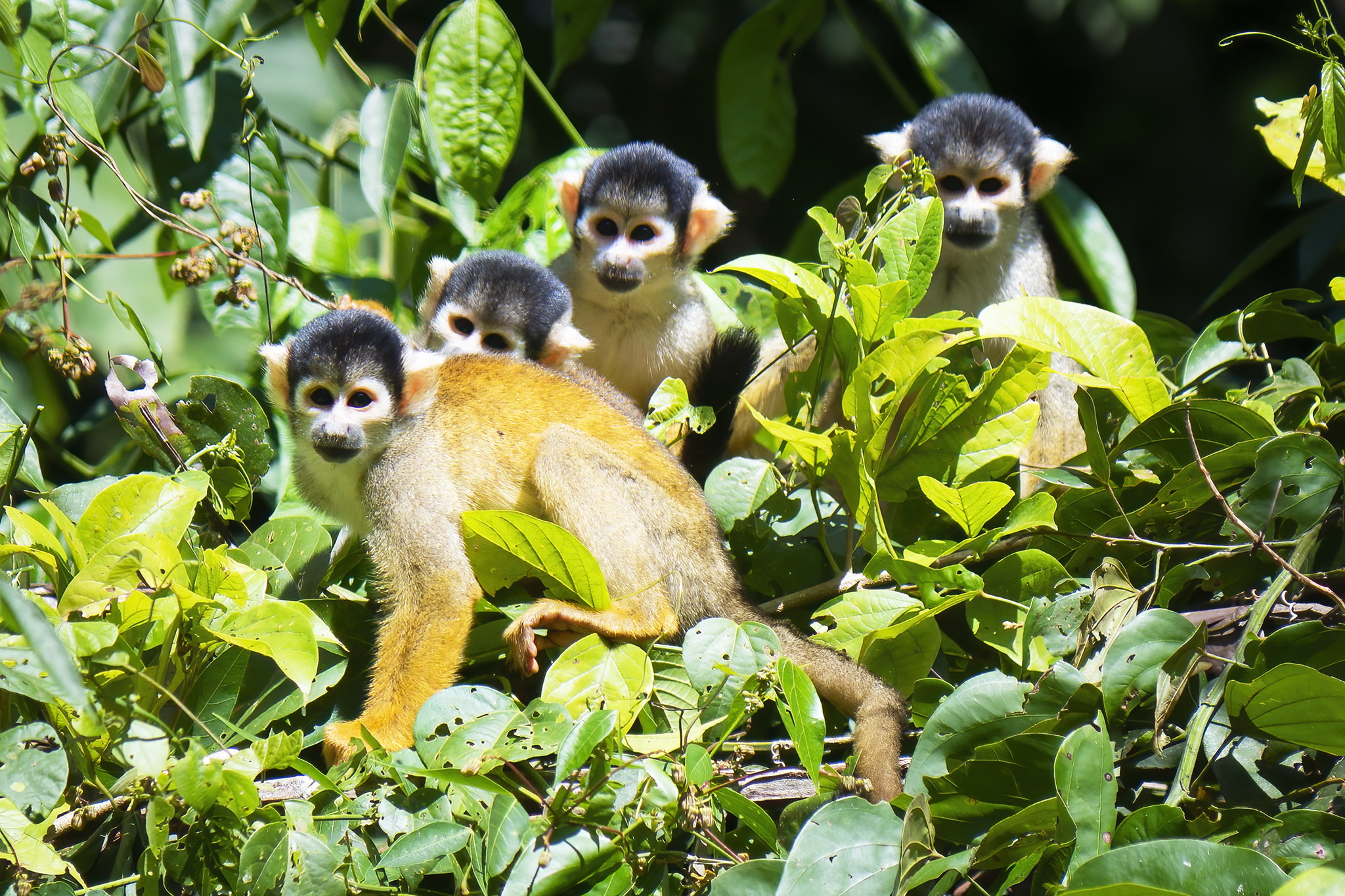 Read more about the article Squirrel Monkeys
