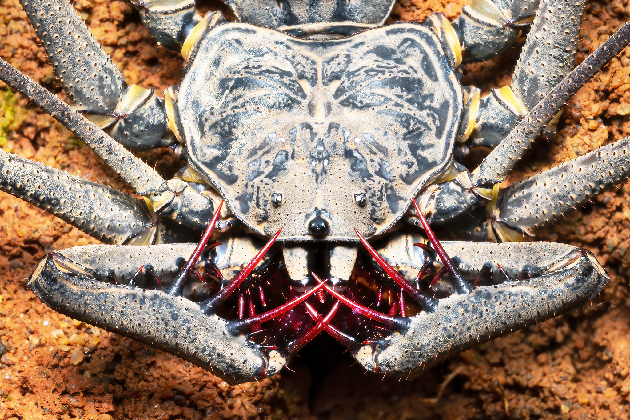 Read more about the article Tailless Whip Scorpion