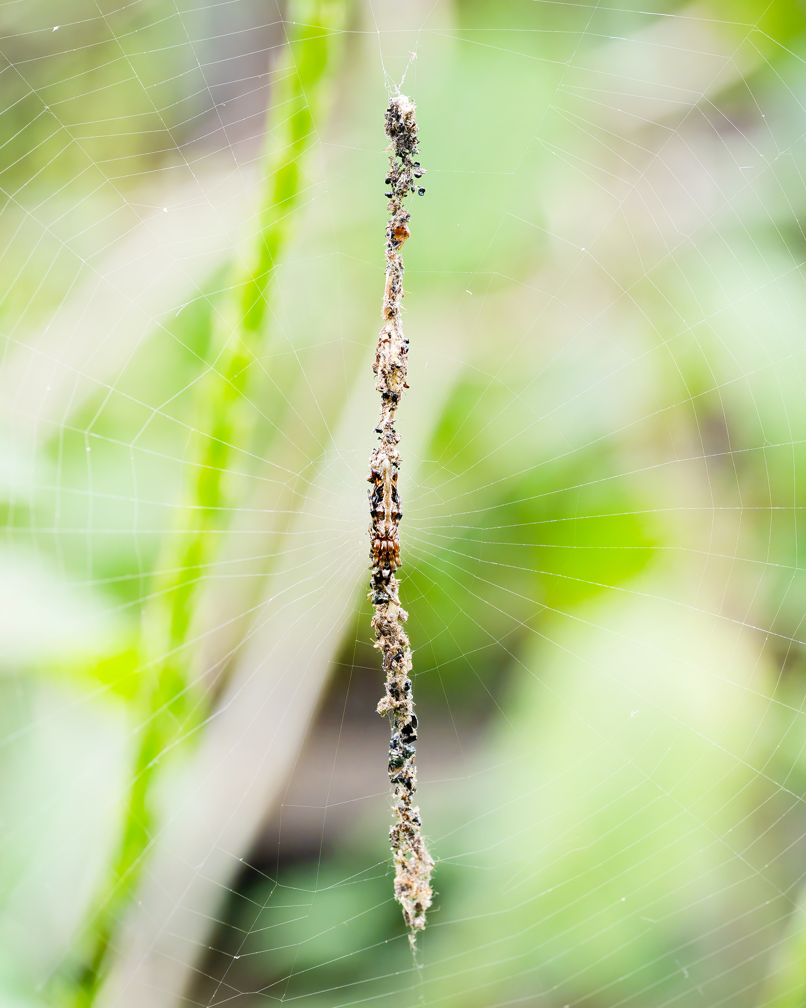 Read more about the article Trashline Orbweaver