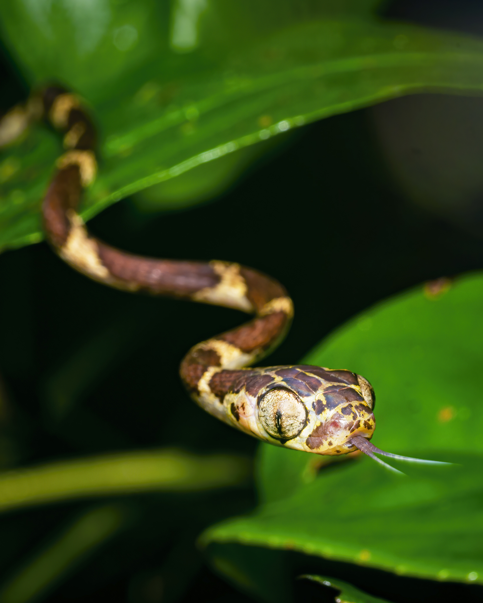 Read more about the article Blunt-Headed Tree Snake