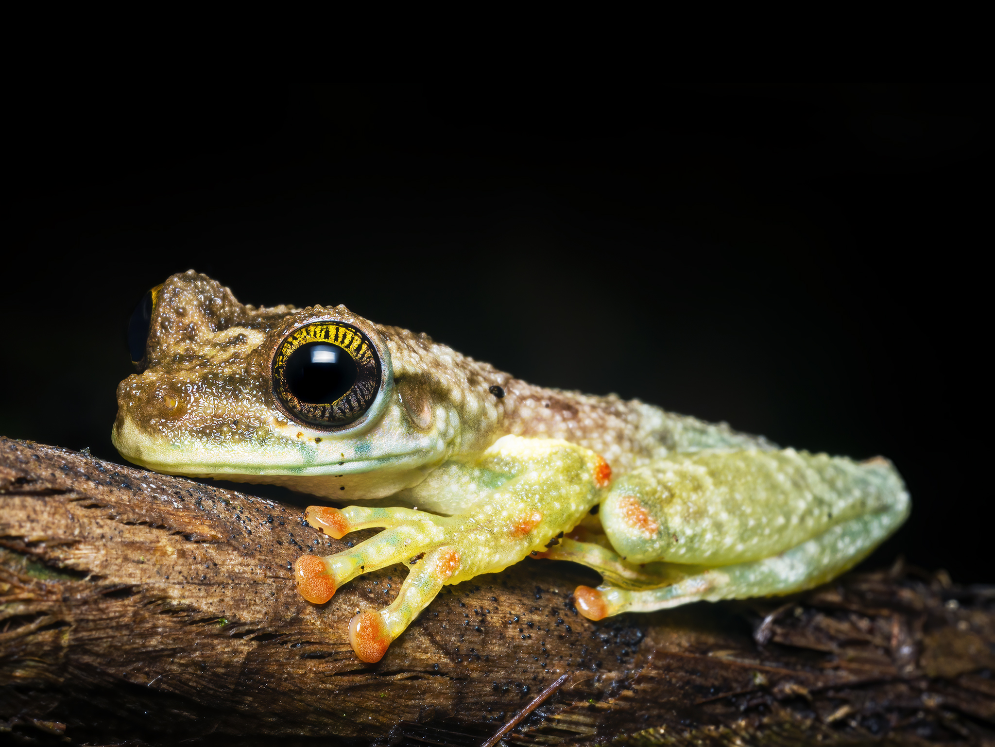 Read more about the article Frogs of Kawsay