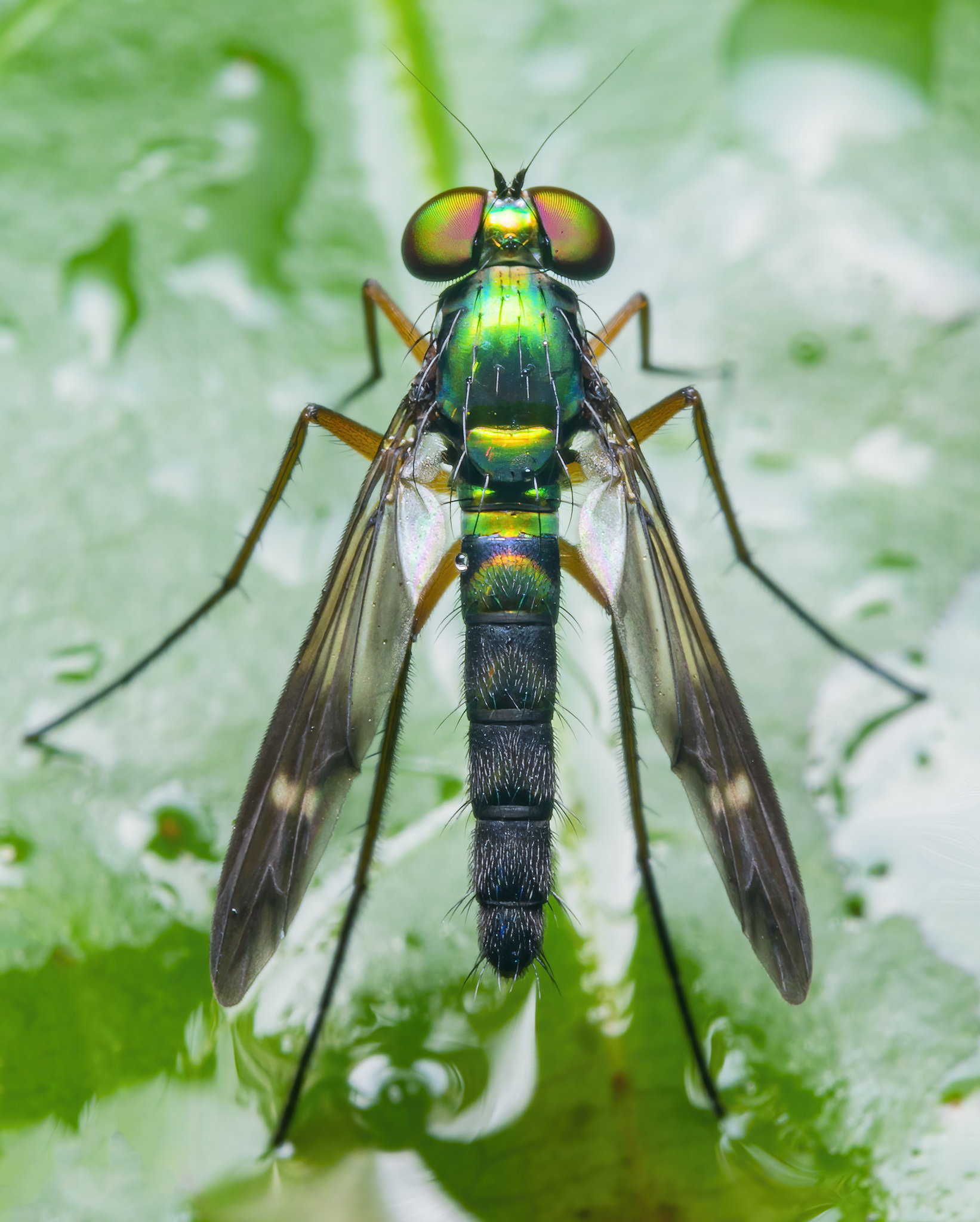 Read more about the article Long-Legged Fly