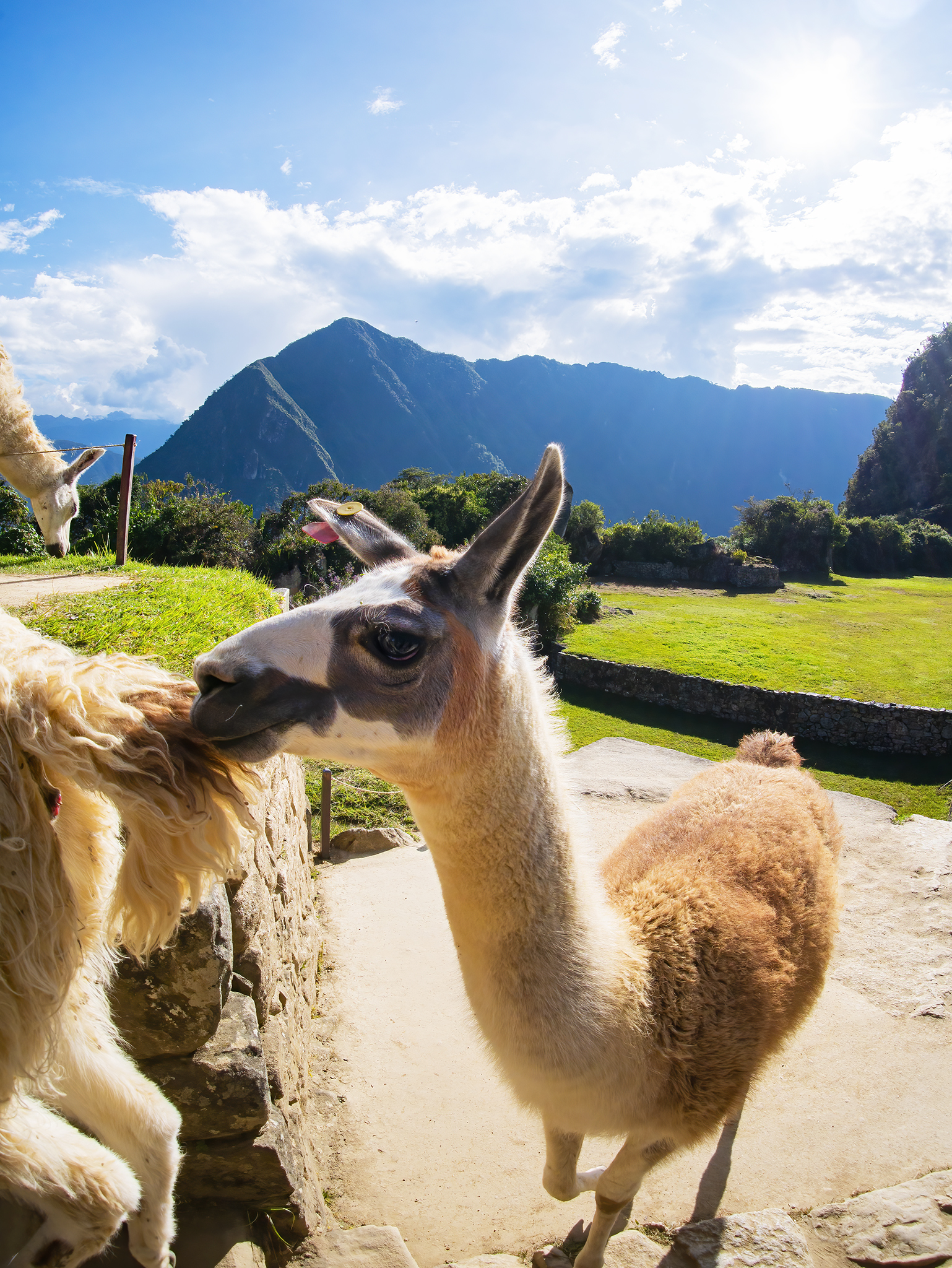 Read more about the article Llamas of Machu Picchu