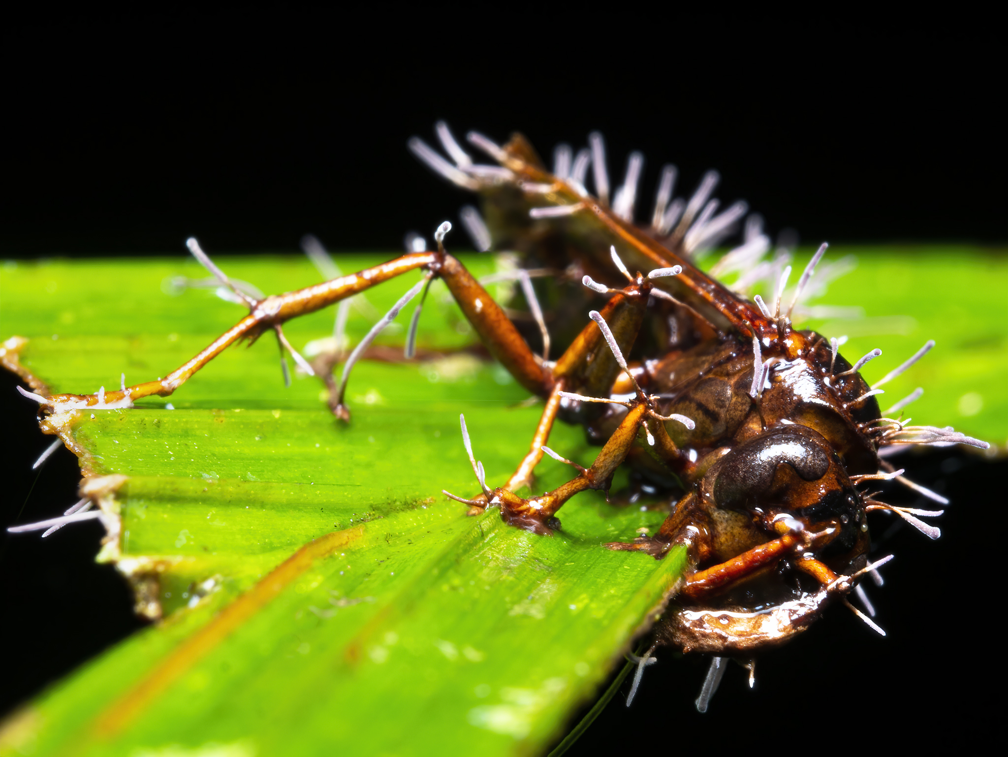 Read more about the article Zombie Fungi