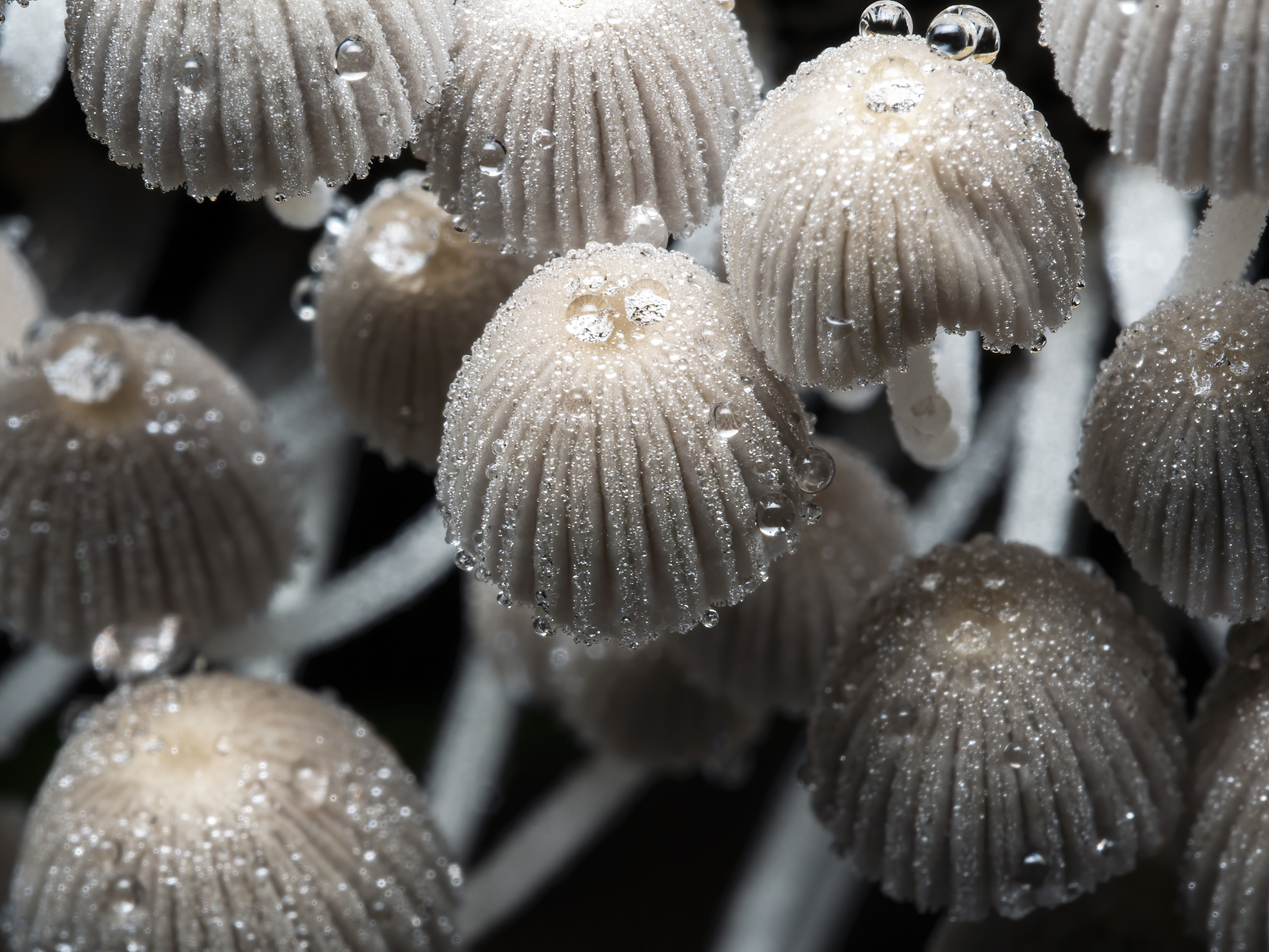 Read more about the article Fairy Inkcaps